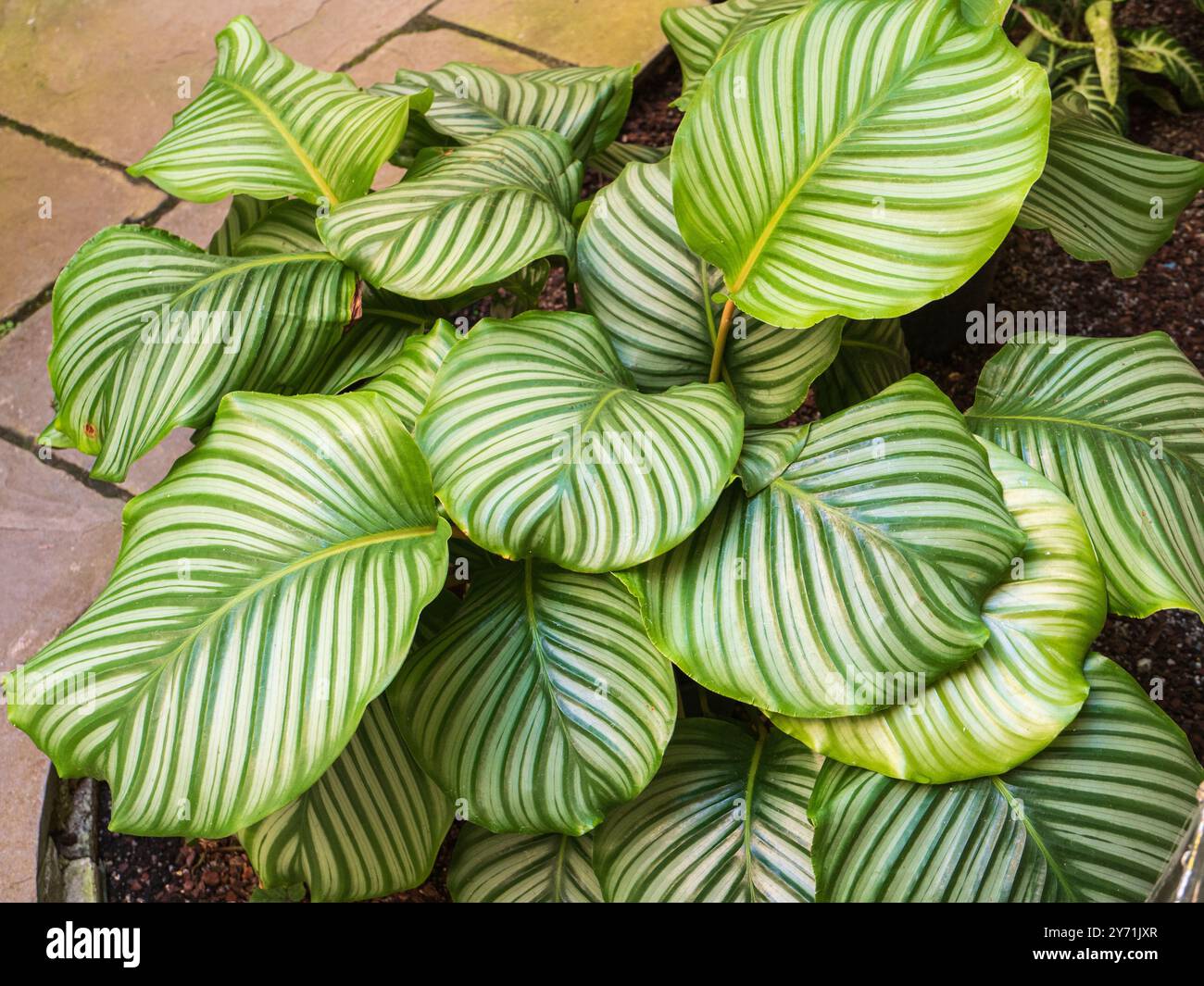 Fogliame a righe verde e argento della grande pianta ornamentale lievitata, Calathea orbifolia Foto Stock