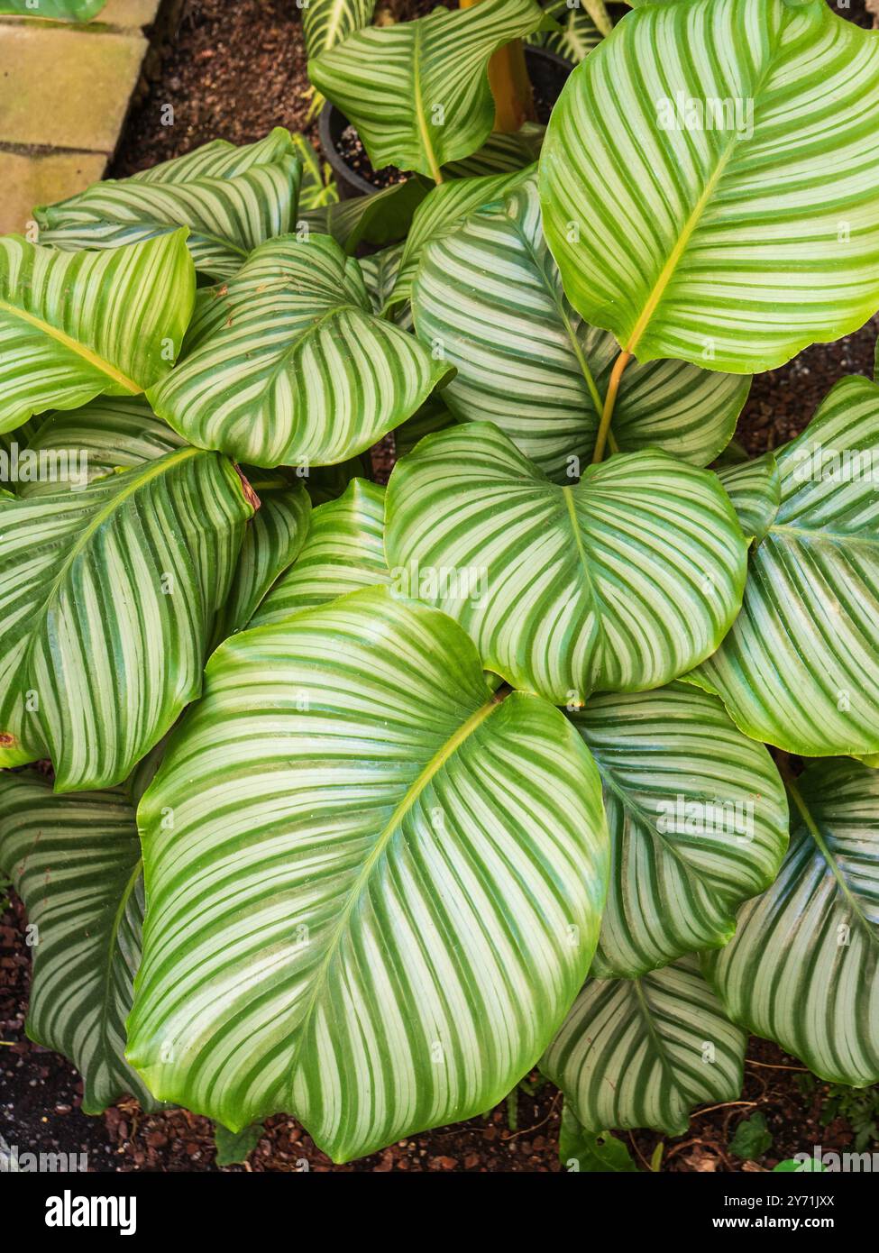 Fogliame a righe verde e argento della grande pianta ornamentale lievitata, Calathea orbifolia Foto Stock