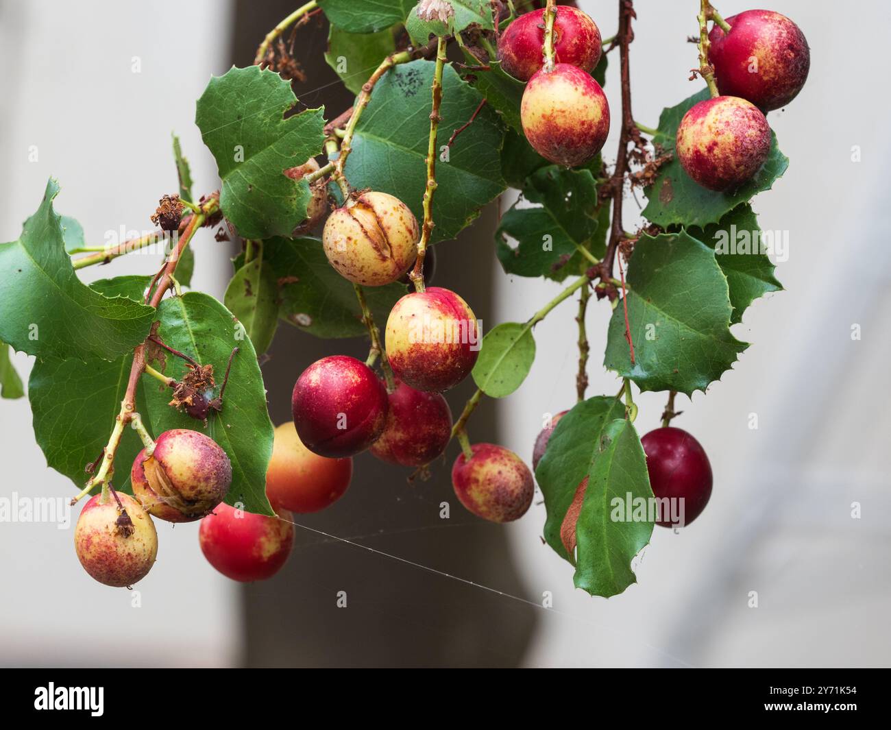Frutto autunnale del ciliegio agrifoglio autoctono californiano, Prunus illicifolia, un albero sempreverde Foto Stock