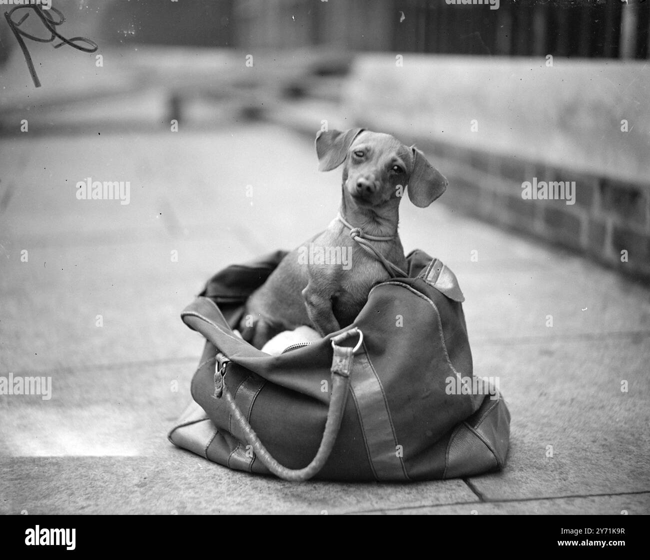 DOVE STATE ANDANDO A FARE CASINO? '' MISS ROSA DI PALLARDS, una Dachshund in miniatura al Championship Dog Show alla Seymour Hall di Londra, pensava di andare in qualche posto per ritrovarsi in questa borsa da viaggio. Tuttavia , rimase dove era molto felice per tutti . Di proprietà della sig.ra. S.M.Gale di Middx, era la più piccola dachshund dello show e pesa 5 kg e mezzo di peso completamente cresciuta. 16 novembre 1948 Foto Stock