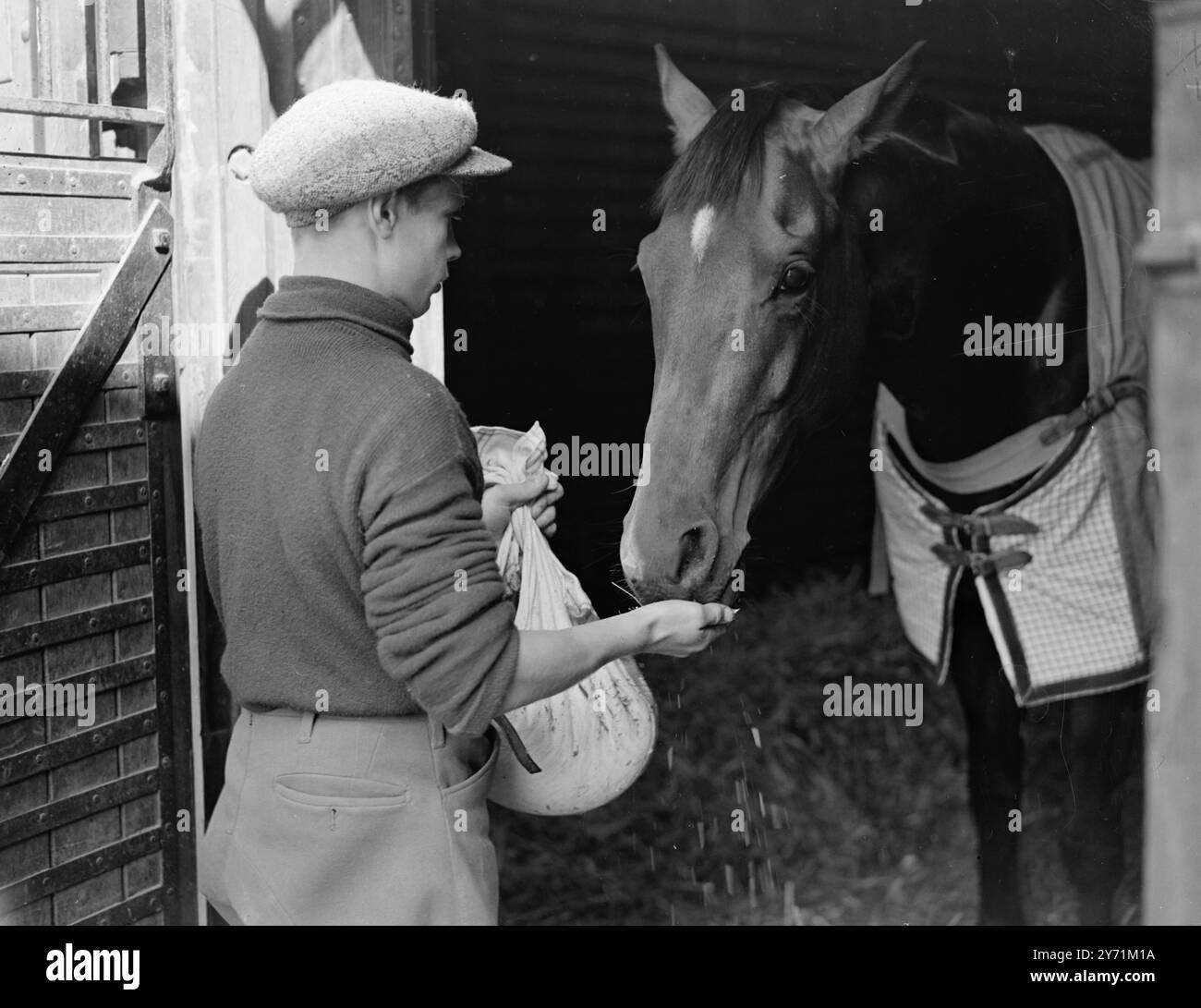 ' DERBY FAVORITE 2 ' MY BABU' AL NEWMARKET . Preferito per il classico miglio e mezzo dell'Epsom Derby (5 giugno) e il prezzo era di 5-2 a fine notte, è il Gaekwar di Baroda 's MY BABU' (Djebel-perfum). Allenato da Fred Armstrong nella sua scuderia di Newmarket , MY BABU sarà guidato dal fantino Charlie Smirke , il cui brillante cavallo gli ha dato dieci vittorie sulle sue ultime tredici montature . LA FOTO MOSTRA :- ' ricompensa Blue-Blood' aristocratica ' MY BABU' si gode la colazione dalle mani di ' suo figlio ' dopo aver galoppato la distanza di Derby a Newmarket. Foto Stock