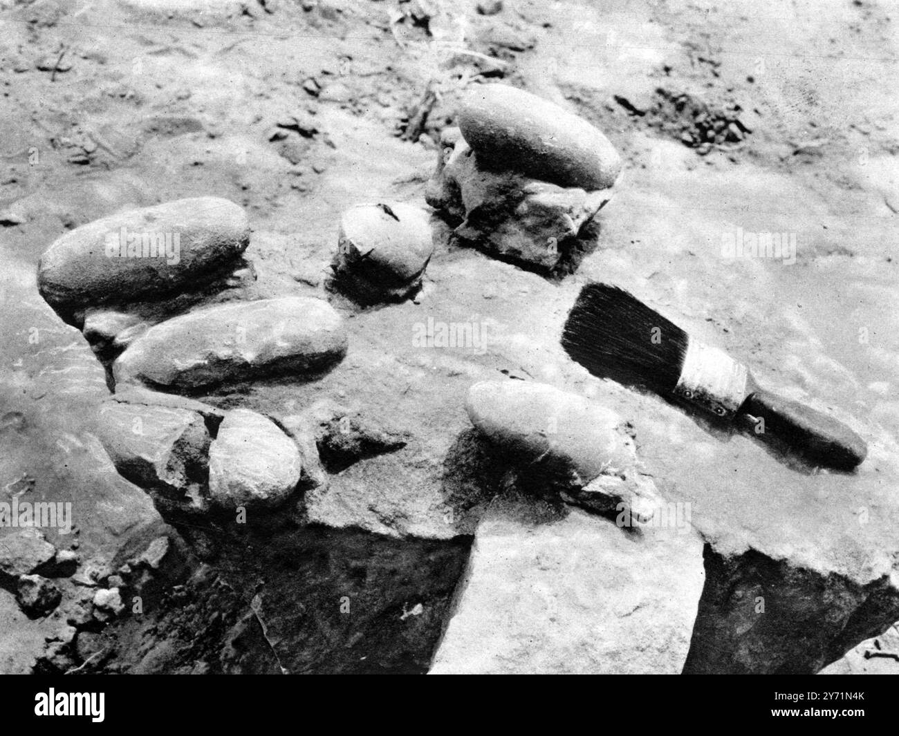 Attraverso il deserto del Gobi si arriva ad un grande incubatore di dinosauri : auto e cammelli in trekking fino a Flaming Cliffs , Mongolia . Racchiuso nella roccia per dieci milioni di anni come la madre dinosauro li ha lasciati alla sua ultima visita : il primo nido di uova trovato da George Olsen durante l' ultima spedizione in Mongolia , proprio come apparivano quando un pezzo di roccia fu rovesciato . 9 gennaio 1926 Foto Stock