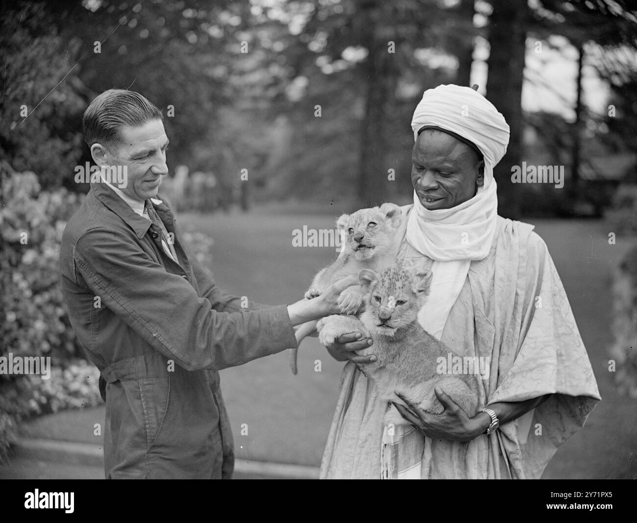 DELEGATI AFRICANI ALLO ZOO DI BRISTOL MALLEM YAHAYA ILORIN , membro del Consiglio legislativo nigeriano che partecipa alla Conferenza Africana a Londra, accarezza due cuccioli di leone durante la visita che ha fatto allo Zoo di Bristol con altri membri della Conferenza Africana. . I cuccioli di sei settimane sono due dei quattro nati Lioness Yvonne, e sono stati allevati da cani collie-madre adottiva. 12 ottobre 1948 Foto Stock