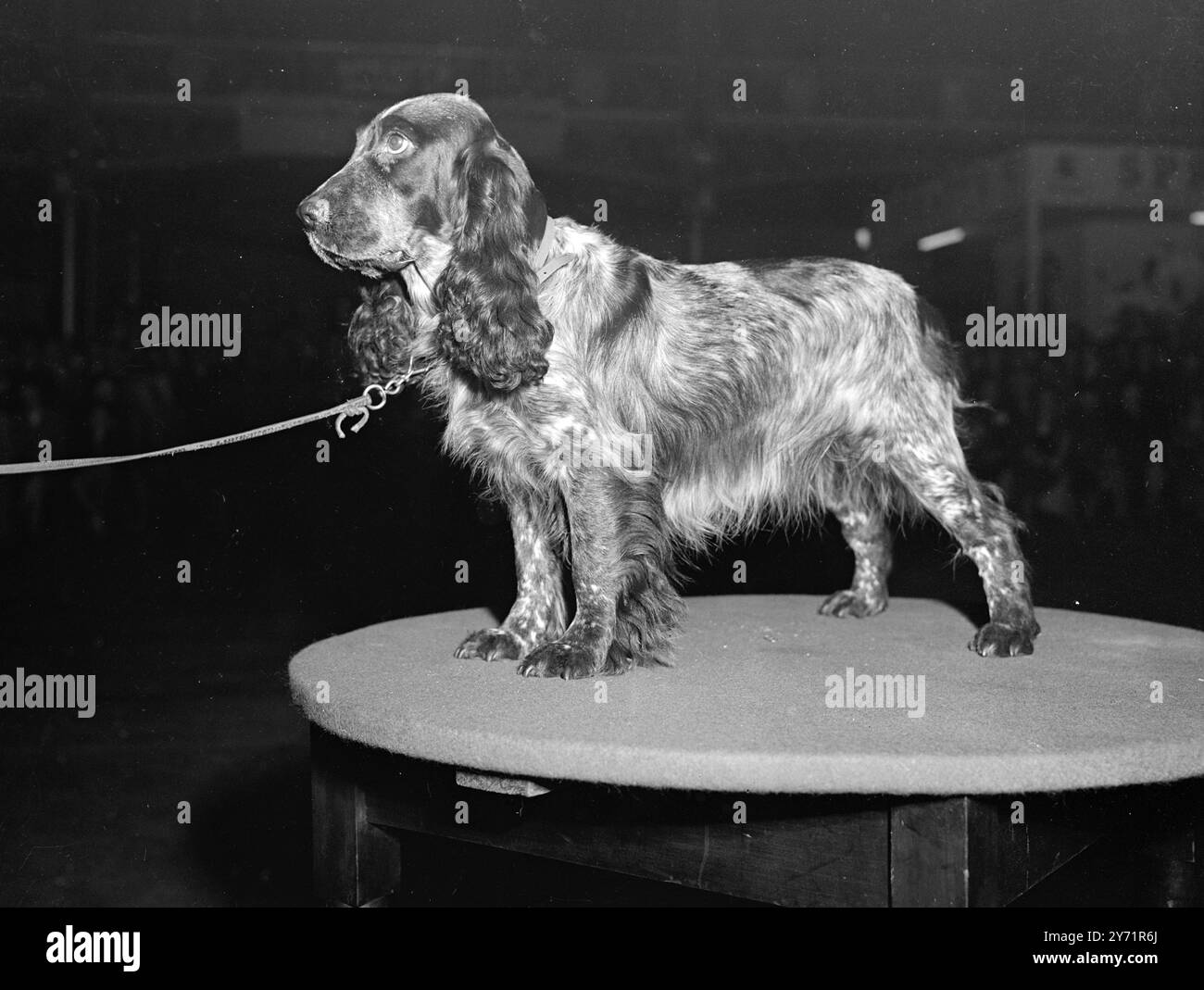 Le iscrizioni al CRUFT's Dog Show, aperto all'Olympia di Londra, sono leggermente inferiori al record pre-bellico. Questa famosa mostra canina nel mondo è organizzata dal Kennel Club e dura due giorni. IMMAGINI MOSTRANO: TRACY STREGA ad Olympia dopo essere stato giudicato la migliore mostra dello spettacolo. 15 ottobre 1948 Foto Stock