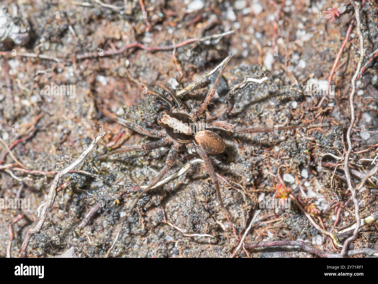 Burnt Wolf Spider (Xerolycosa nemoralis) maschio. Lycosidae. Sussex, UK Image Foto Stock
