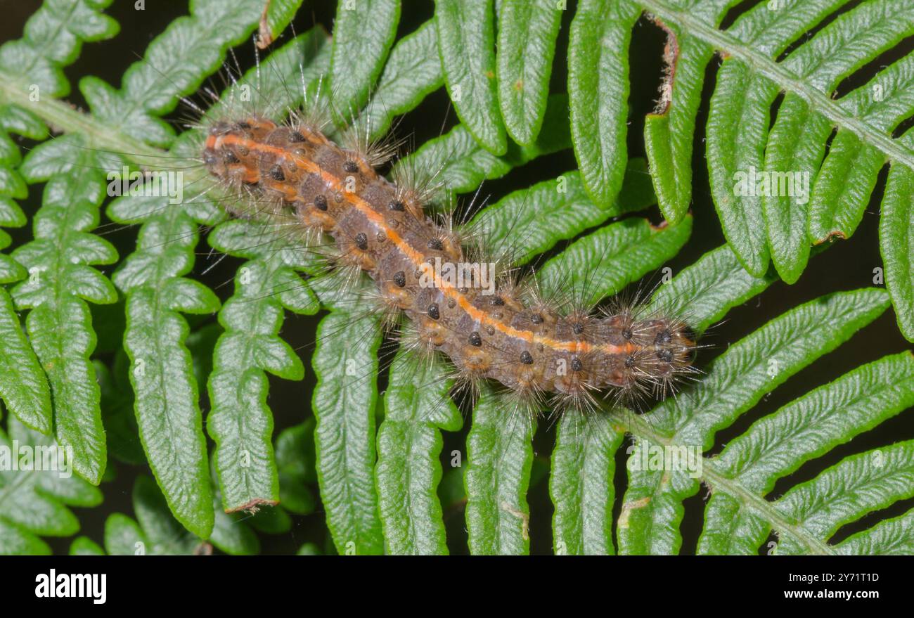 Bruco di Ruby Tiger Moth (Phragmatobia fuliginosa), Erebidae. Sussex, Regno Unito Foto Stock