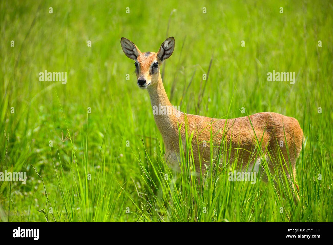 Un Oribi (Ourebia ourebi) nel Parco Nazionale delle Cascate di Murchison Foto Stock