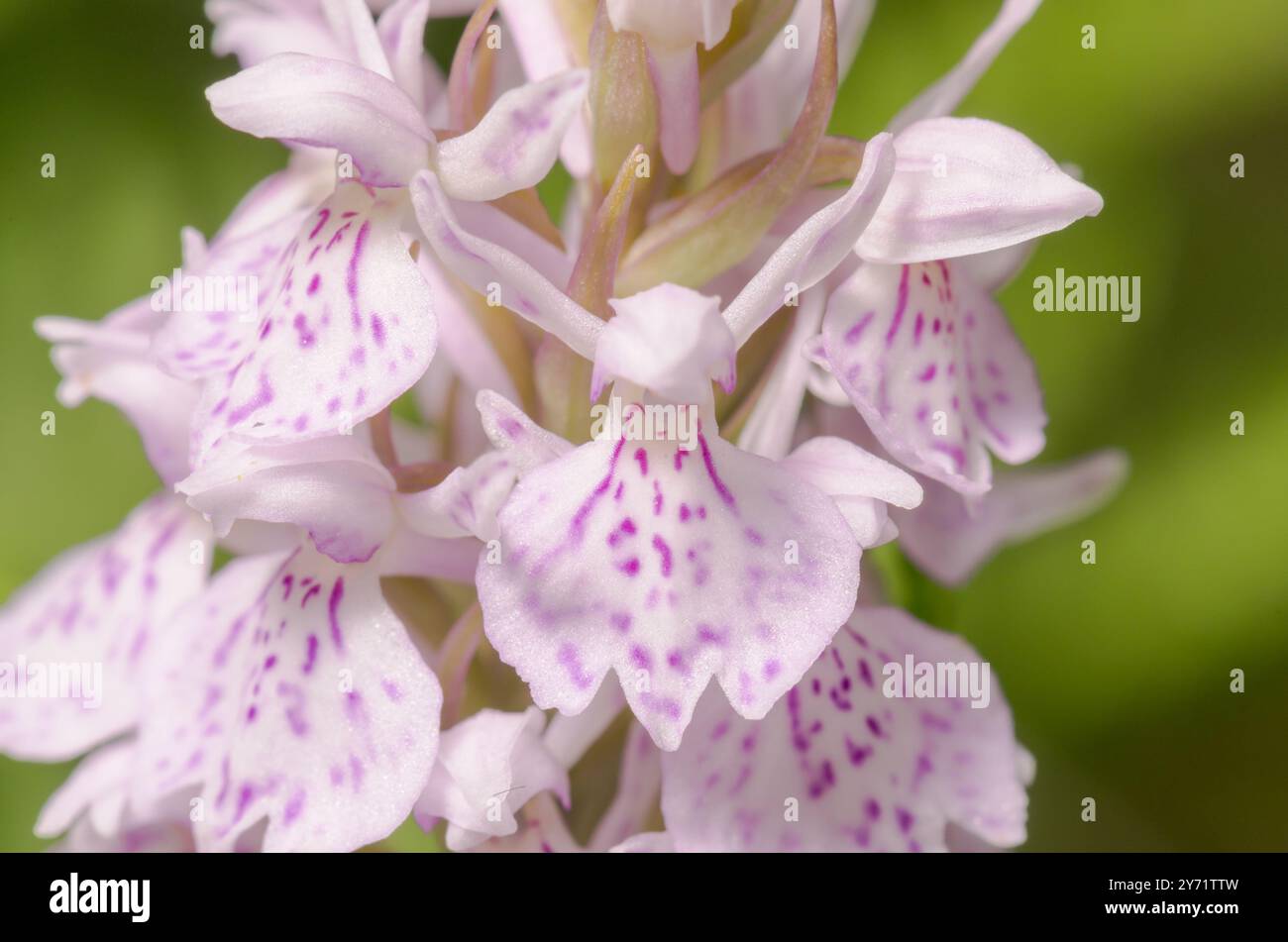 Primo piano di fiori di Orchidea maculata della brughiera (Dactylorhiza maculata). Sussex, Regno Unito Foto Stock