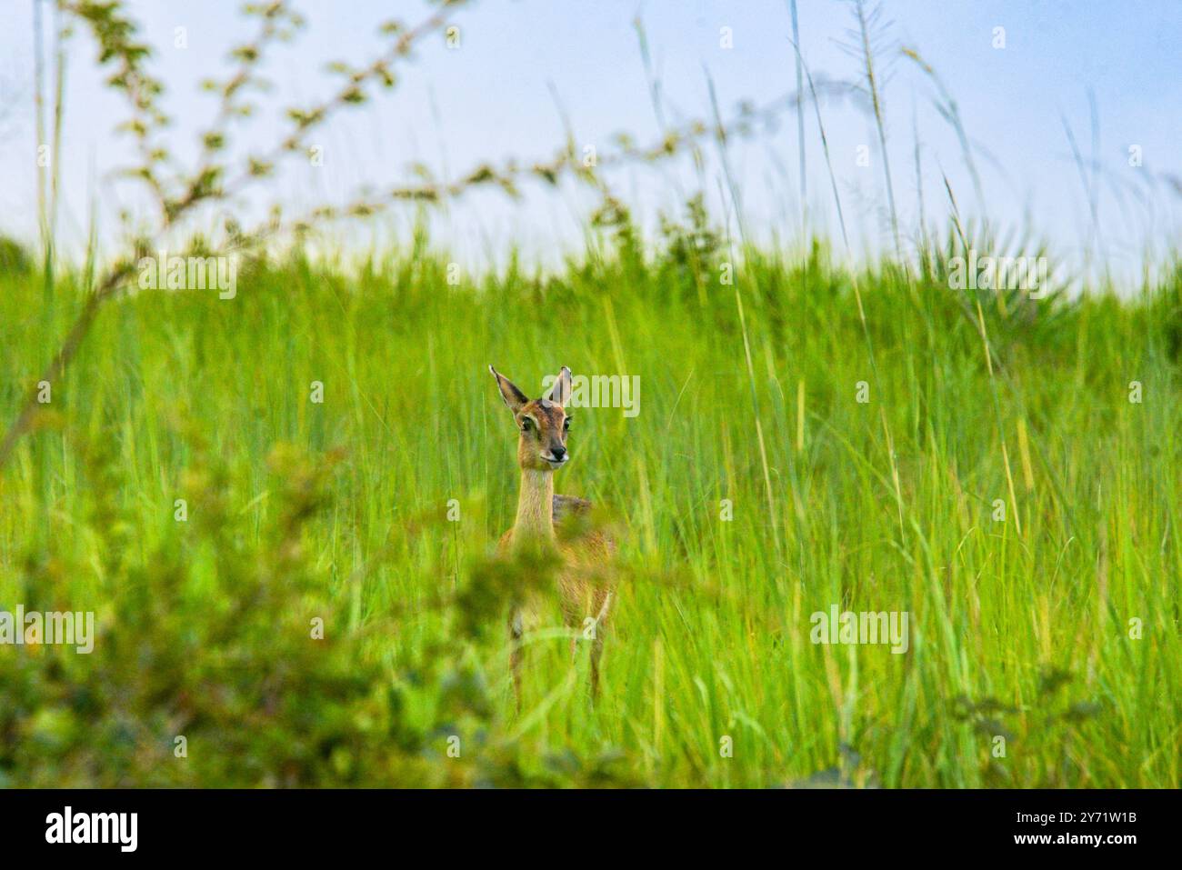 Un Oribi (Ourebia ourebi) nel Parco Nazionale delle Cascate di Murchison Foto Stock