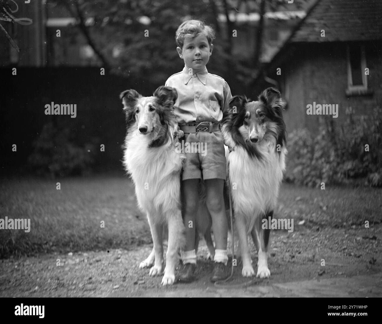 Tutti amici insieme. Roger Cannon, di 5 anni, con il Rough Coated Collie Carol di Cronway di suo padre e il signor JH Northway Collie Carol Singer di Cronway al London Collie Club Show alla St Michael's Hall, Highgate, Londra. 4 settembre 1948 Foto Stock