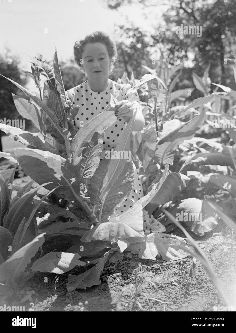 Niente preoccupazioni per il tabacco. Lady Napier, moglie del colonnello di Lieut Sir Joseph Napier, non avrà più preoccupazioni per il fumo quando arriverà la prossima primavera. Nel giardino della sua casa di Ockley, nel Surrey, circa 50 libbre di foglie virginiane vengono abbronzate al sole. Lady Napier ha piantato i semi di tabacco a maggio e sta andando ad asciugare e curare il raccolto da sola. Se ha intenzione di incontrarsi con successo, spera di interessare i suoi compagni di villaggio in un programma per far crescere il proprio fumo. Immagini : Lady Napier cura attentamente le sue piante di tabacco Virginiane nel giardino della sua casa a Ockley, Surrey. È una delle pioniere della Foto Stock
