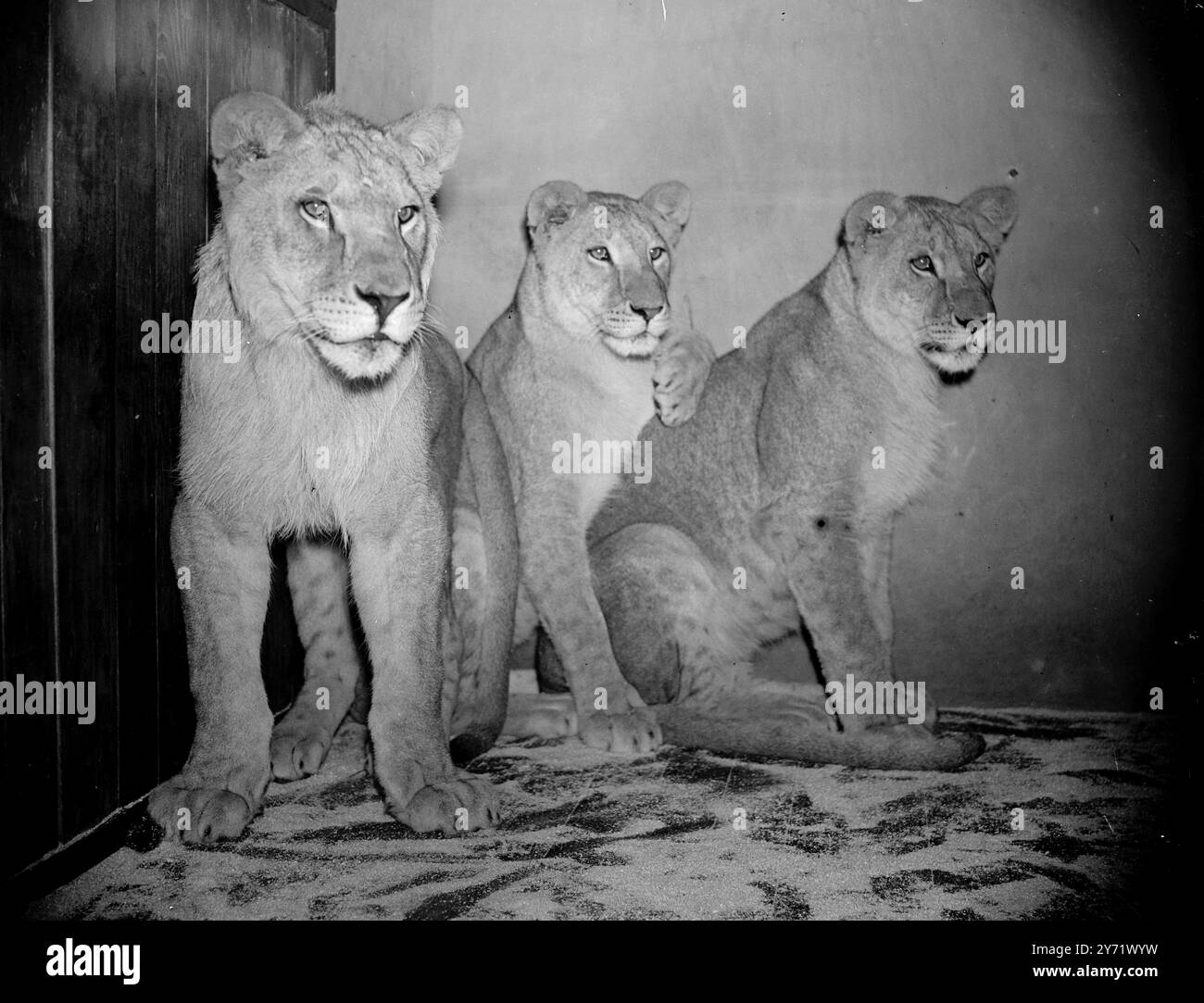 Tempestoso Trio. I due cuccioli di leone e la leonessa, la cui madre è Julia, la leonessa dello zoo di Bristol, sono vivaci come sembrano. Anche se stanno crescendo velocemente - ora hanno quattordici mesi 0 sono sempre gioco per una corsa. Presto, tuttavia, ciascuno richiederà una gabbia a testa 27 settembre 1948 Foto Stock