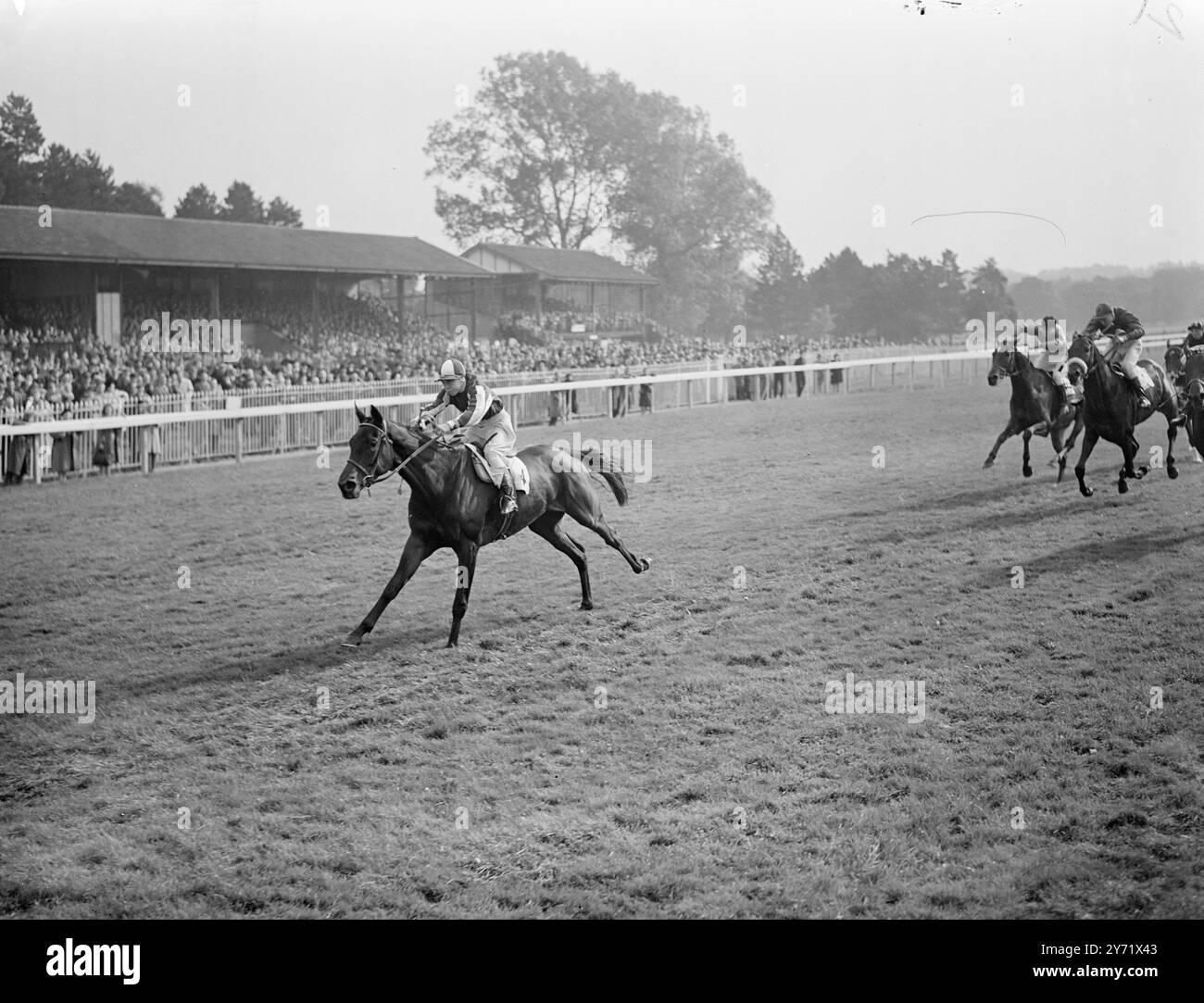 Fair Turk vince a Lingfield. Fair Turk, guidato da Un Taylor, oggi vince il Purley Plate a Lingfield Park, da Arrogant (a sinistra). 7 ottobre 1948 Foto Stock