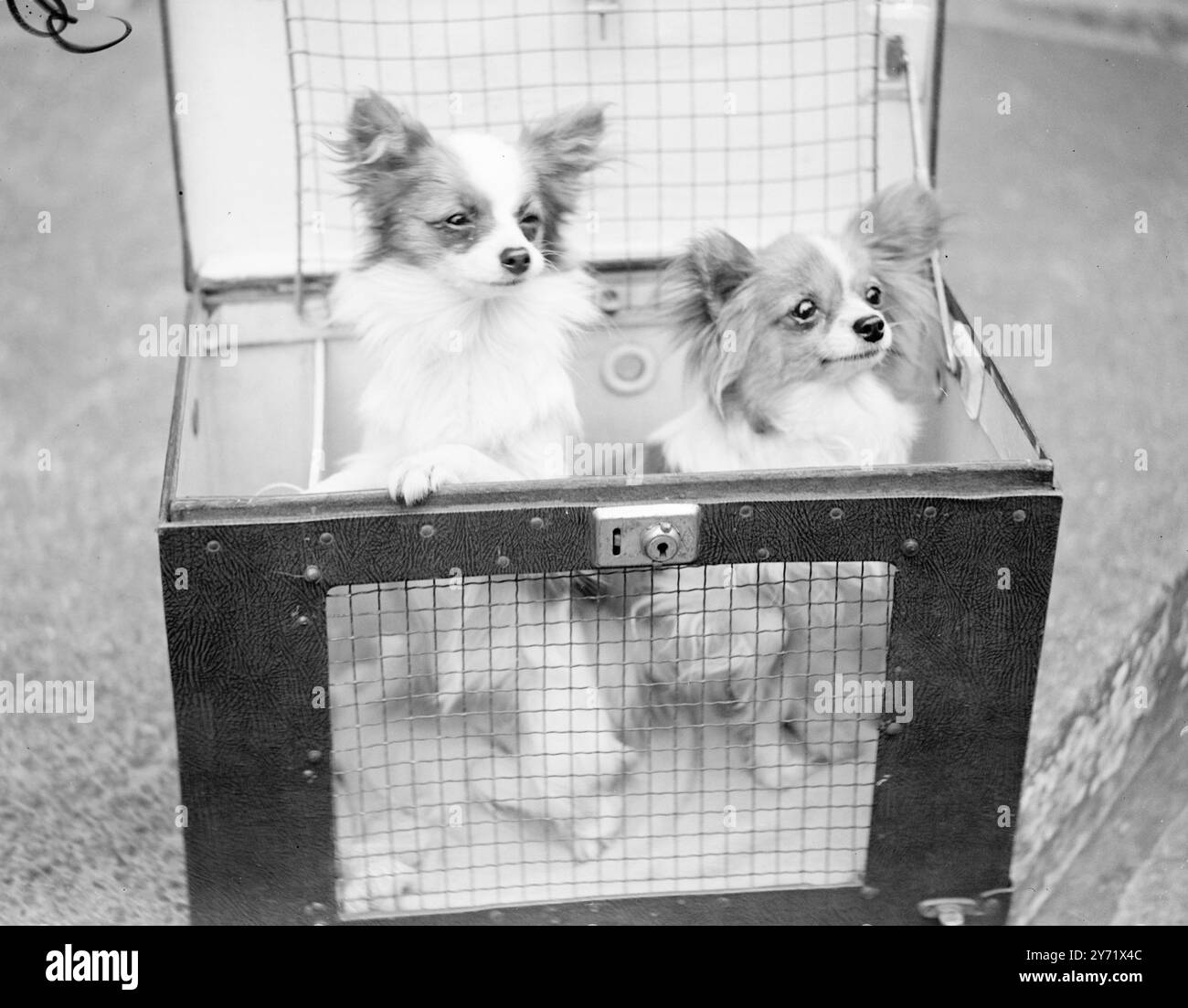 Premio Papillons due dei cani Papillon pedigree - Monamie Beremine e Ninette of Otter, nella foto al Griffon Bruxellois Cluband The Papillons Club's open dog show alla Trinity Church Hall. Sono di proprietà del signor F W Crook, di Caversham, Reading. 6 ottobre 1948 Foto Stock
