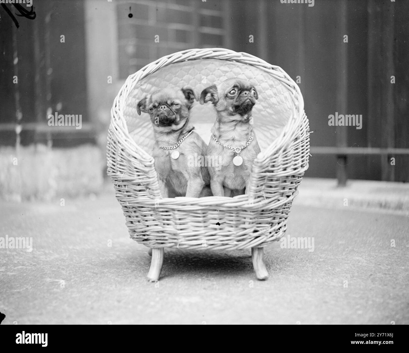 Il look da 1.000 sterline. Questi fastidiosi Griffon in miniatura sono stati esposti al Griffon Bruxellois Club e alla mostra canina del Papillon Club alla Trinity Church Hall, Londra. I Griffon più piccoli del paese, Lalarookh Cream Rouge e Lalarookh Lipstick, sono di proprietà della signora D Bridle, di Weybridge, Surrey, che ha rifiutato 500 sterline ciascuno per loro. 6 ottobre 1948 6 ottobre 1948 Foto Stock