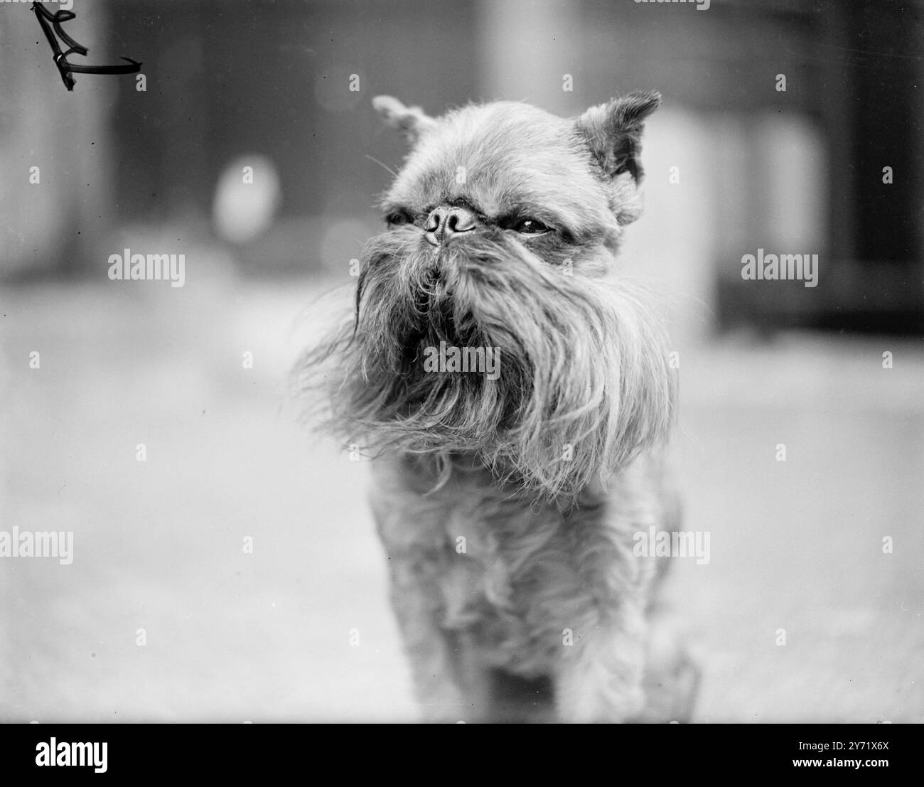 "Il favorito del cinema in erba" l'orgoglioso possessore di un nome lungo e ancora un pedigree più lungo, questo piccolo chiacchierato - un griffon di Bruxellois del valore di £ 300 appare in un film con Robert Beatty e Moira Lister, ancora in uscita. Il suo nome è Spirou de la Mascotte di Lalarookh, appartenente alla signora D Bridle, di Weybridge, Surrey, ed è raffigurato al Girrfon Bruxellois Club. 6 ottobre 1948 Foto Stock