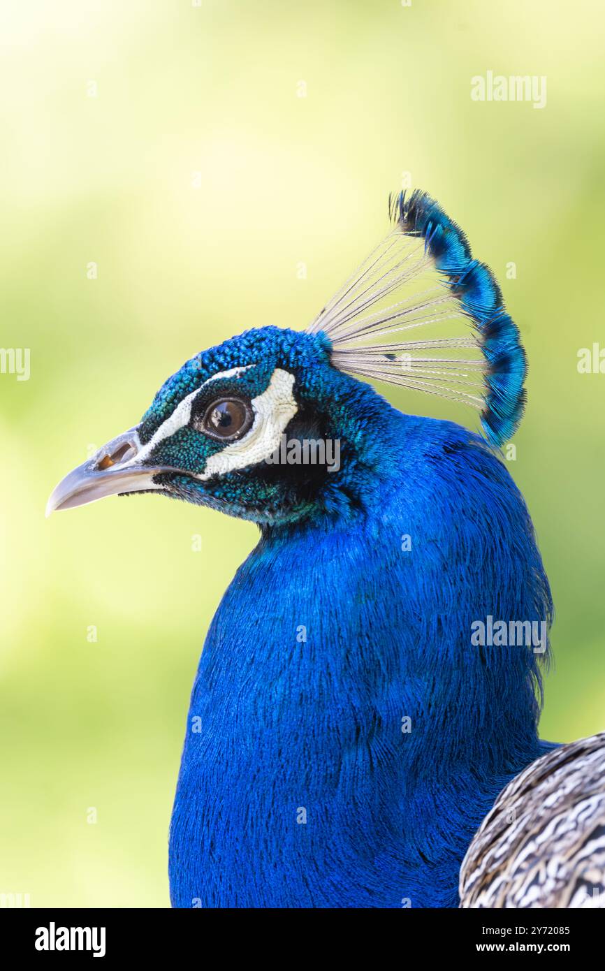 Eleganza slanciata: Un primo piano dello splendore di un pavone Foto Stock