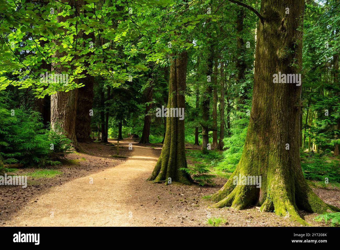 New Forest Hampshire - The Tall Trees Trail Blackwater Arboretum Rhinefield Ornamental Drive nel New Forest National Park Inghilterra Regno Unito Europa Foto Stock