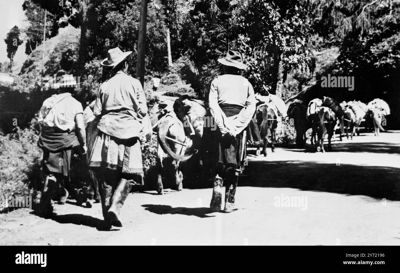 Kalimpong , India : non scoraggiati dalla guardia cinese al confine tibetano questi commercianti tibetani partirono da Gangstok lungo la strada Sikim-Tibet con rifornimenti di cibo e altri beni essenziali. Si vedono a circa 34 miglia dal confine tibetano. I commercianti eludevano le domande su dove portavano le loro provviste, caricate sul dorso dei muli. 3 aprile 1959 Foto Stock