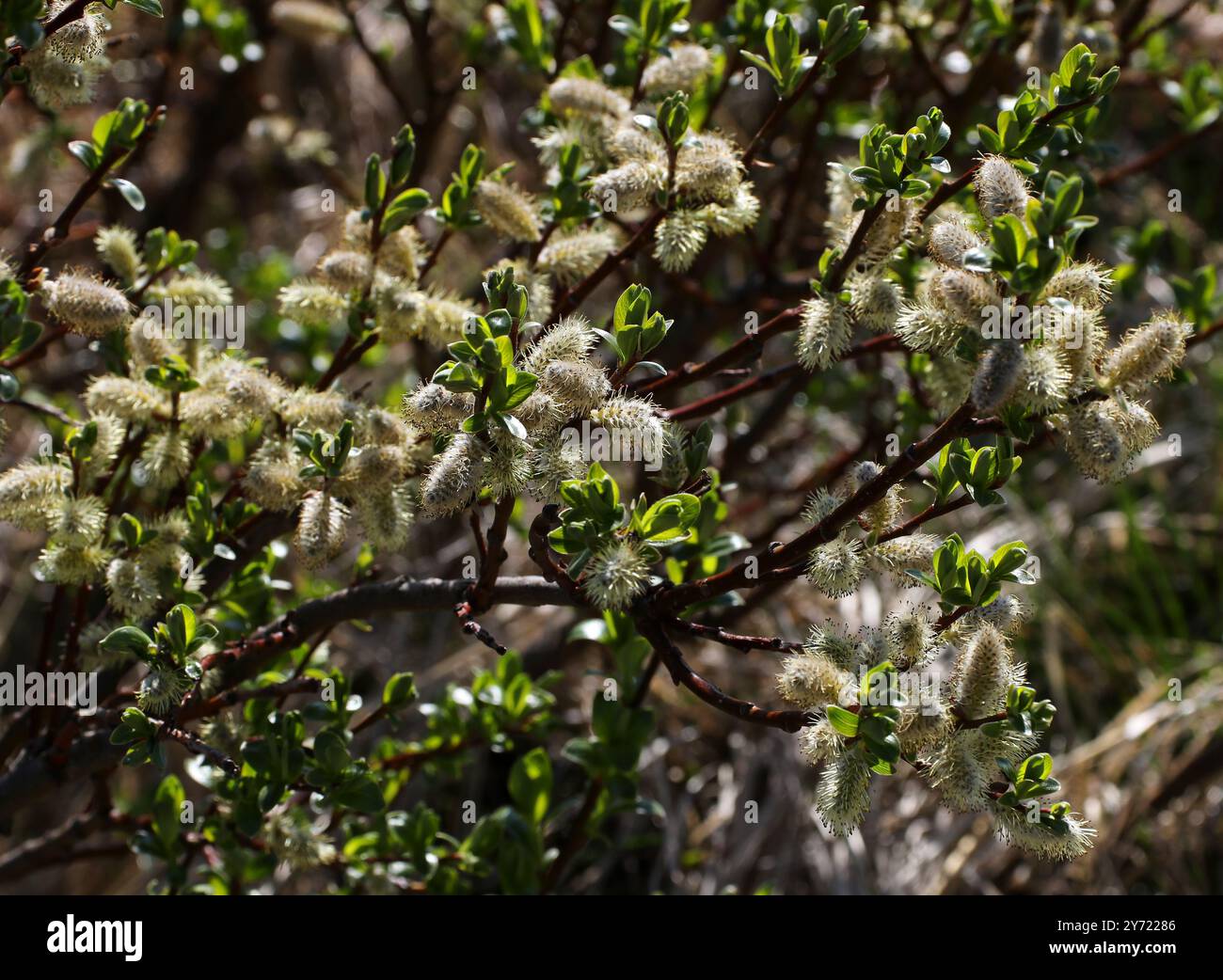 Willow lanato, Salix lanata, Salicaceae. Islanda settentrionale. Salix lanata, il salice lanoso, è una specie subartica di salice originaria dell'Islanda. Foto Stock