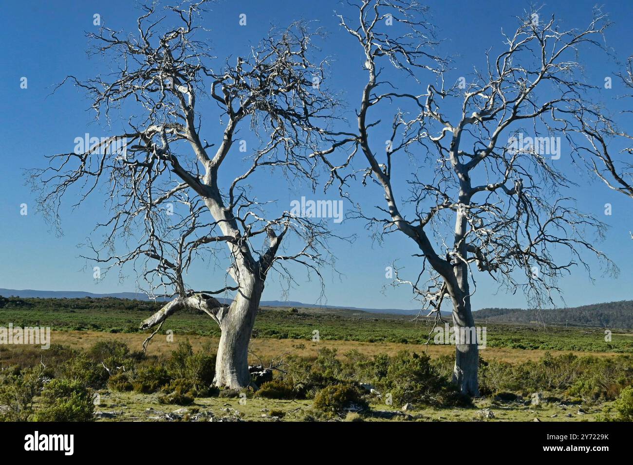 Tasmanian Miena Cider Gum Eucalyptus gunnii subsp. Divaricata Central Highlands, Tasmania, Australia specie minacciate di estinzione alberi morti a causa della siccità da Foto Stock