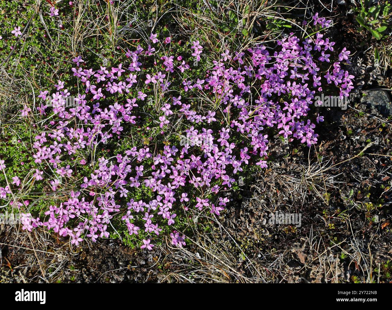 Moss Campion, Cushion Pink or Compass Plant, Silene acaulis, Caryophyllaceae. Islanda settentrionale. Silene acaulis, noto come muschio campion o rosa cuscino. Foto Stock