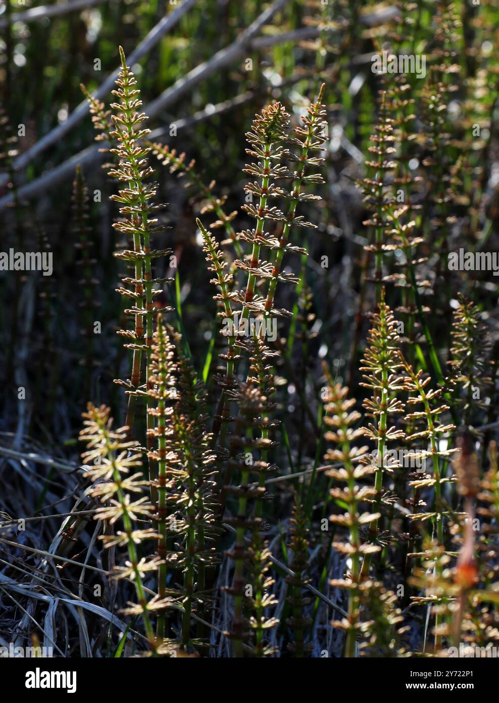 Mare's-TAIL o Common Mare's TAIL, Hippuris vulgaris, Plantaginaceae. Islanda settentrionale. Foto Stock