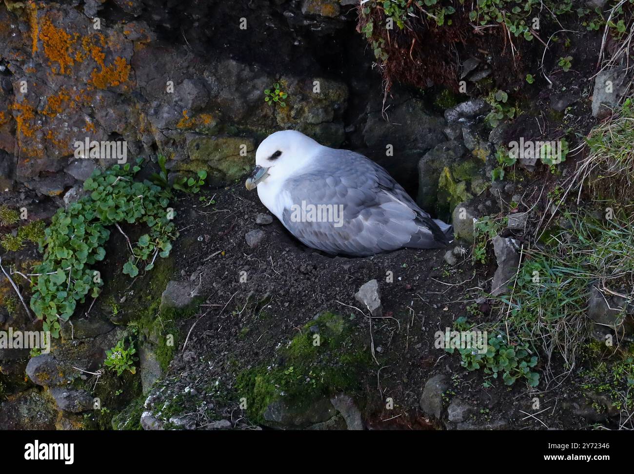 Fulmar settentrionale o Fulmar artico, Fulmarus glacialis glacialis, Procellariidae. Islanda settentrionale. Foto Stock