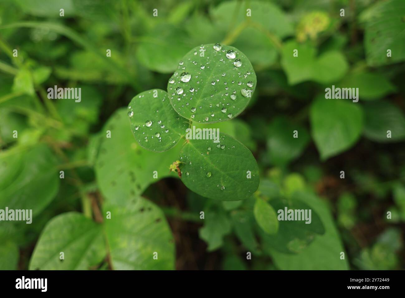 Azione capillare sulle foglie delle piante. Una piccola forza invisibile che spinge l'acqua contro la gravità. Questa è la magia dell'azione capillare su varie foglie. Foto Stock