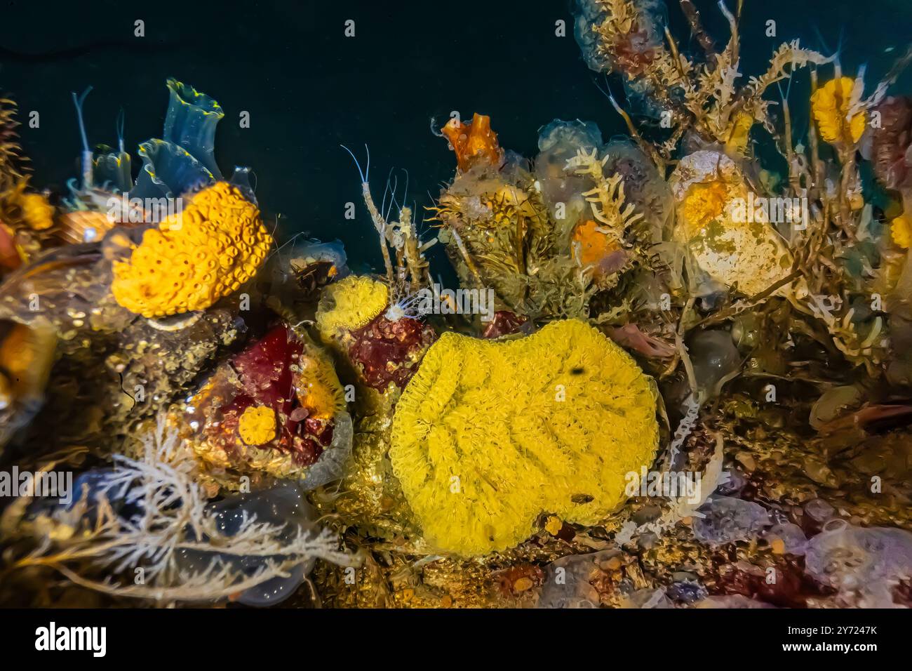 Chain Tunicate, Botrylloides violaceus, con altre forme di vita a Edmonds Marina su Puget Sound, Washington State, USA Foto Stock