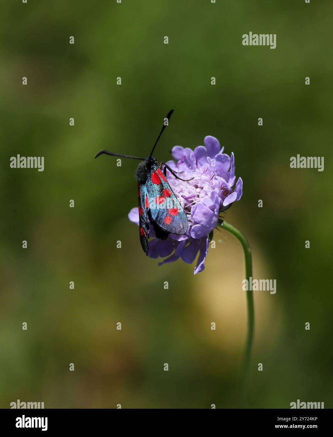 Six Spot Burnet Moth, Zygaena filipendulae, Zygaenidae, Lepidoptera, on a Field Scabious, Knautia arvensis, Dipsacaceae. Foto Stock