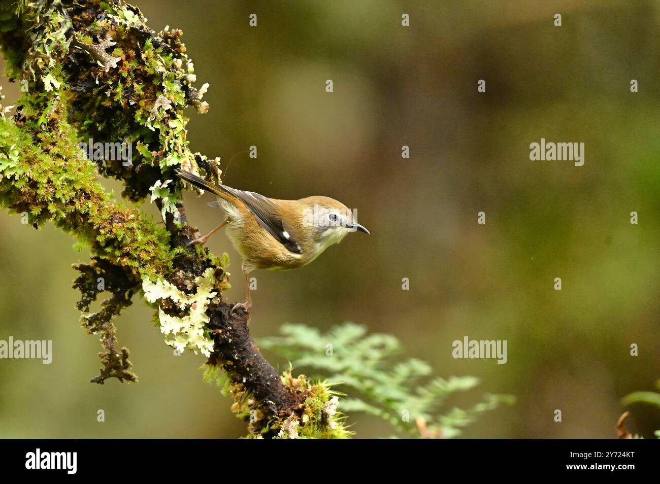 Scrubtit Acanthornis magna Cradle Mountain National Park Tasmania Australia Tasmania endemica Foto Stock
