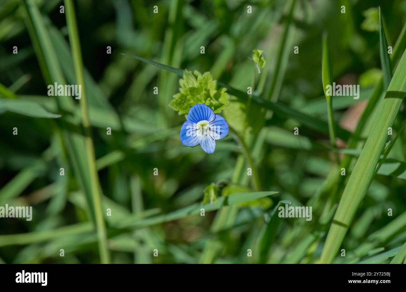Persioan speedwell, Veronica persica fiore con sfondo verde sfocato Foto Stock