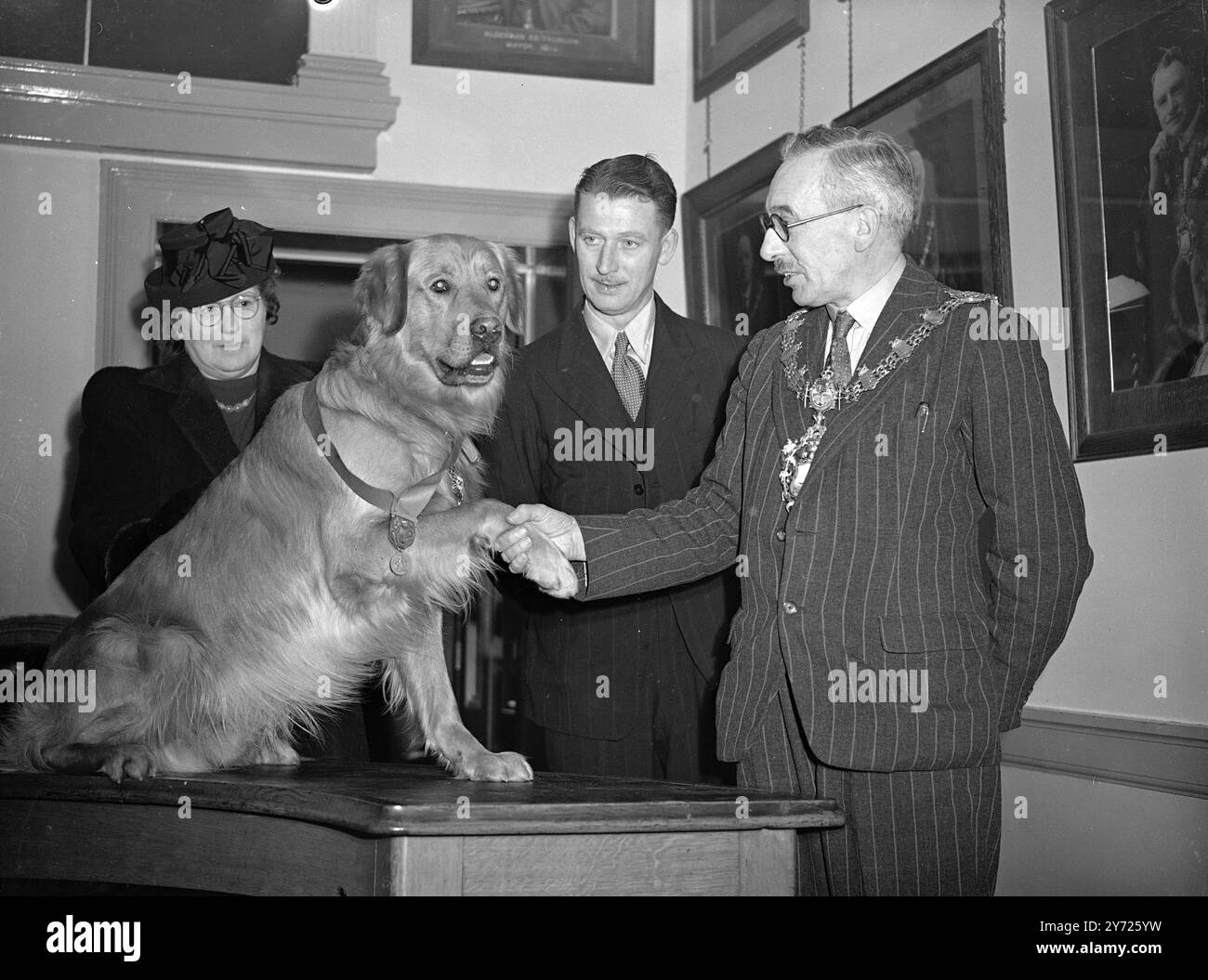 Medaglia d'argento per Golden Retreiver. Il People's Dispensary for Sick Animals ha ricevuto la sua speciale medaglia d'argento a "Laddie", un Retreiver d'oro di proprietà del signor A.. P Player di Fishbourne, Isola di Wight. Sentendo il nipote del signor Player e un altro ragazzo chiedere aiuto mentre la loro barca era stata portata in mare, Laddie poi nuotò con la barca al traino. La medaglia d'argento è l'equivalente della medaglia Dickin (V.. C) e solo cinque medaglie finora sono state assegnate. L'immagine mostra: "Mettetelo lì eroe" il sindaco di Ryde Cncllr S. R Bird "si scuote" con Laddie dopo avergli dato il P.D.S.A. Silver m Foto Stock