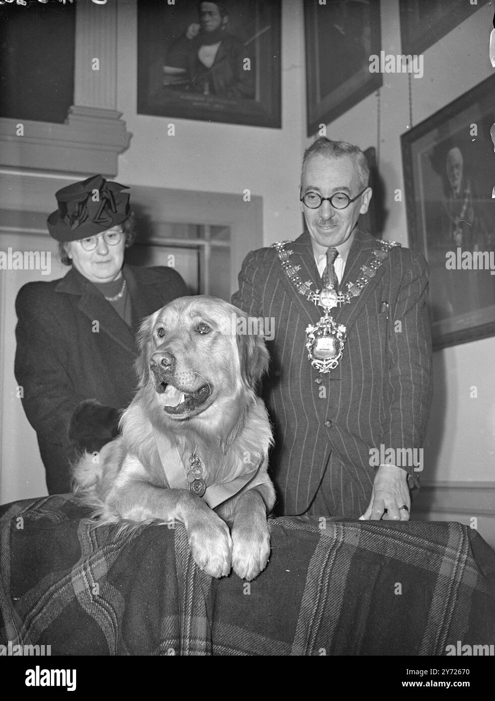 Medaglia d'argento per Golden Retreiver. Il People's Dispensary for Sick Animals ha ricevuto la sua speciale medaglia d'argento a "Laddie", un Retreiver d'oro di proprietà del signor A.. P Player di Fishbourne, Isola di Wight. Sentendo il nipote del signor Player e un altro ragazzo chiedere aiuto mentre la loro barca era stata portata in mare, Laddie poi nuotò con il baot al seguito. La medaglia d'argento è l'equivalente della medaglia Dickin (V.. C) e solo cinque medaglie finora sono state assegnate. L'immagine mostra: "Testa di un eroe" - coraggio e intelligenza si riflettono in questo primo piano di laddie dopo la sua P. D. S. A. Decoratio Foto Stock