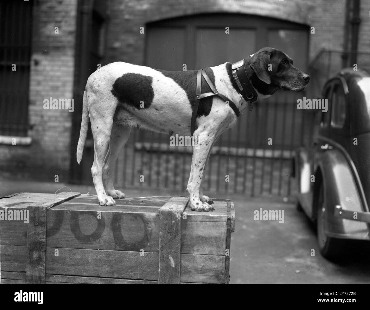 Judy , detentrice della medaglia Dickin , la VC del cane , e l'unico cane ad essere registrato come prigioniero di guerra. Il suo maestro, il signor Frank Williams, la acquisì quando divenne la mascotte del campo di prigionia giapponese di Medan , dove, in qualità di LAC, il signor Williams era prigioniero . Era la mascotte di una nave a Shanghai , era sulla HMS Grasshopper , quando lasciò Singapore nei giorni cruciali della guerra e fu fatta saltare in aria . Judy è sopravvissuta ed è stata prelevata e internata . Accompagnò il suo padrone in Africa orientale quando ottenne un lavoro nel programma Groundnut , e volò con lui in Africa orientale nel 1948 . Foto Stock