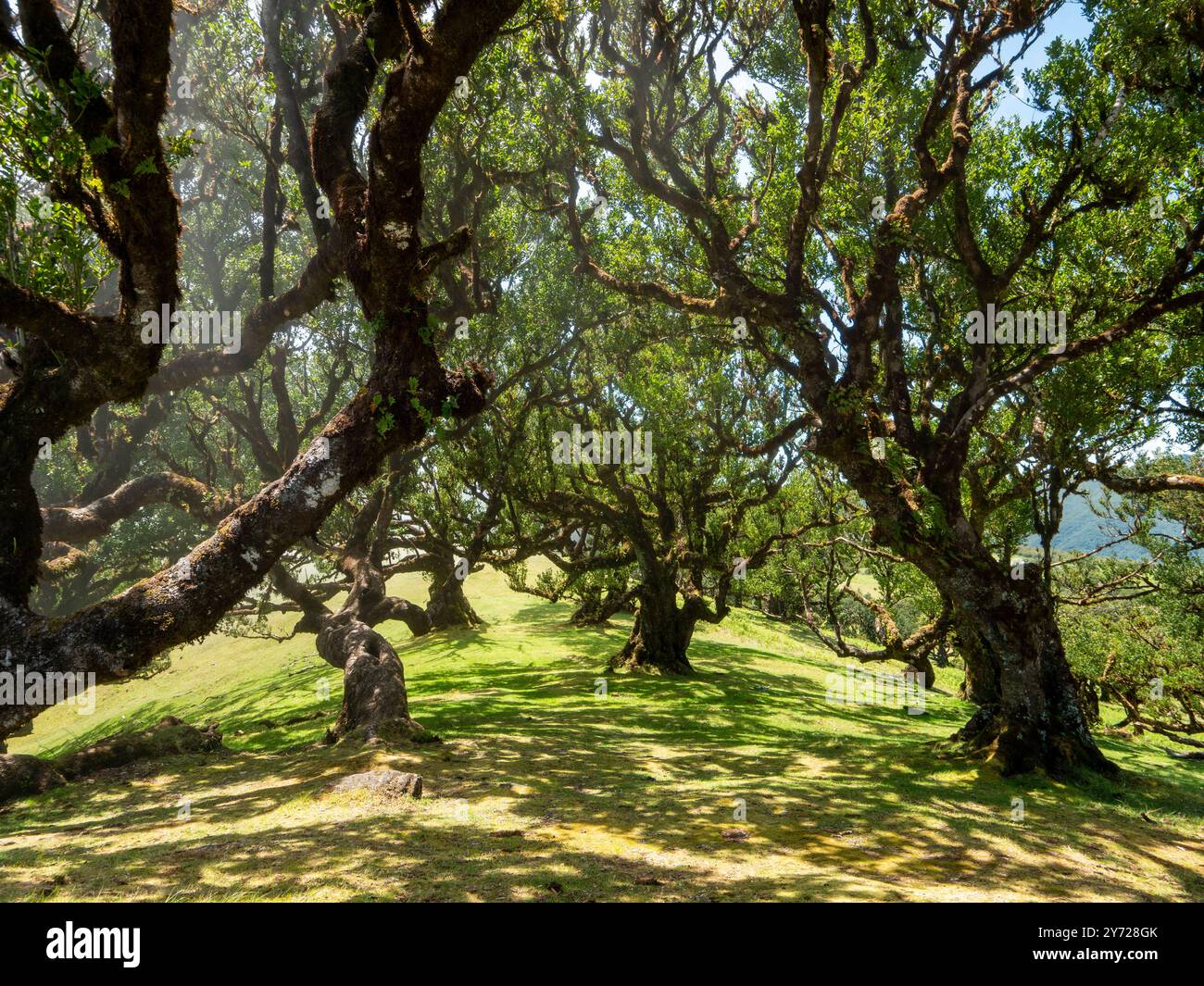 Nella mistica foresta di alloro Laurisilva, conosciuta anche come il giardino delle fate o foresta nuvolosa, a Madeira. La foresta di alloro di Madeira si trova nella n Foto Stock