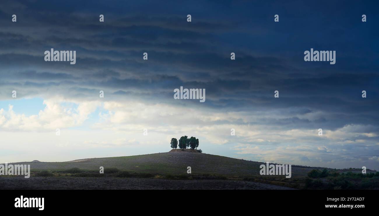 Boschetto di cipressi in cima a una collina al tramonto. Orciano Pisano sulle colline pisane, provicne di Pisa, Toscana, Italia Foto Stock