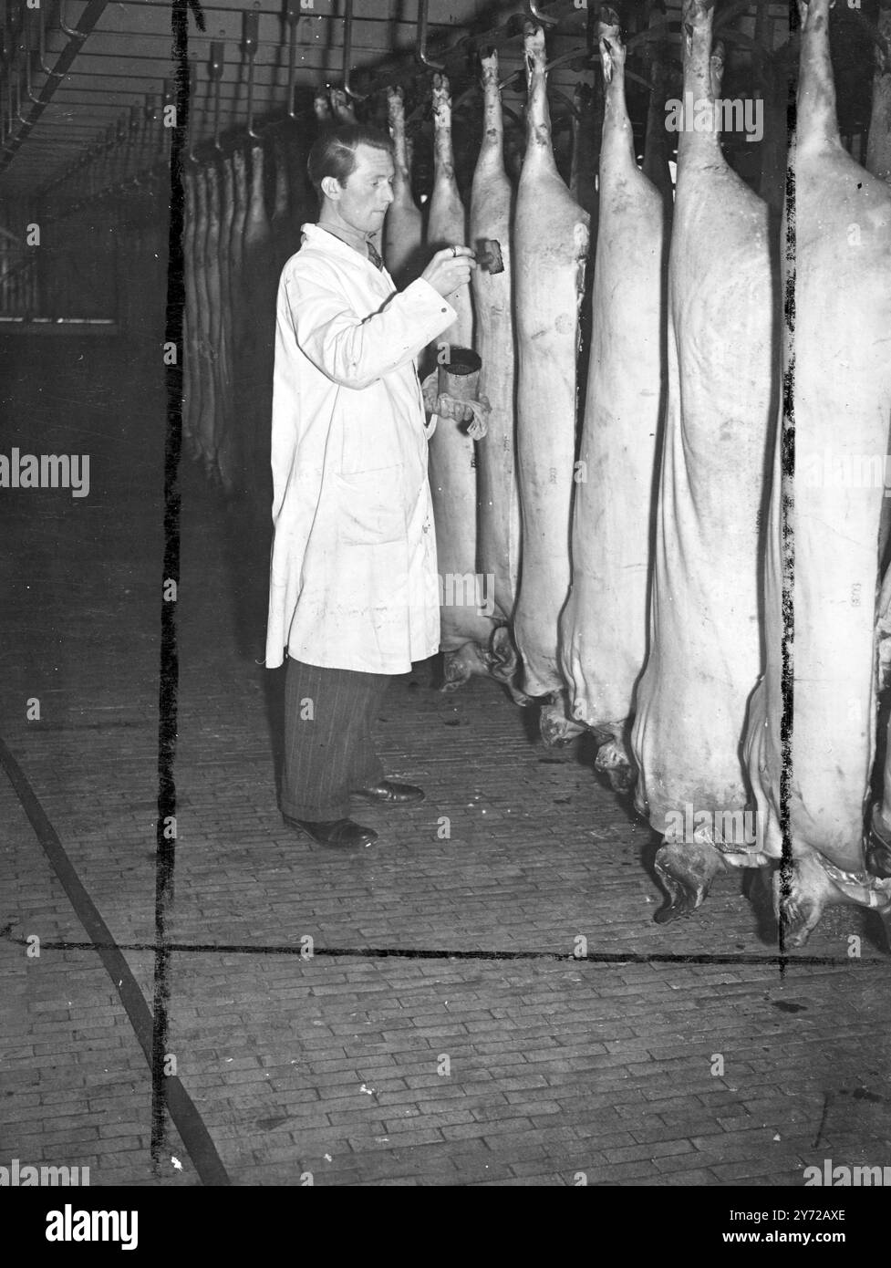 Una nuova serie di immagini che mostrano varie fasi del processo di essiccazione del bacon scattate presso la fabbrica Harris di Calne, Wilts. L'immagine mostra: Su un lotto di suini è stampigliato il numero di serie. Ogni lotto ha un numero speciale. 27 febbraio 1946 Foto Stock