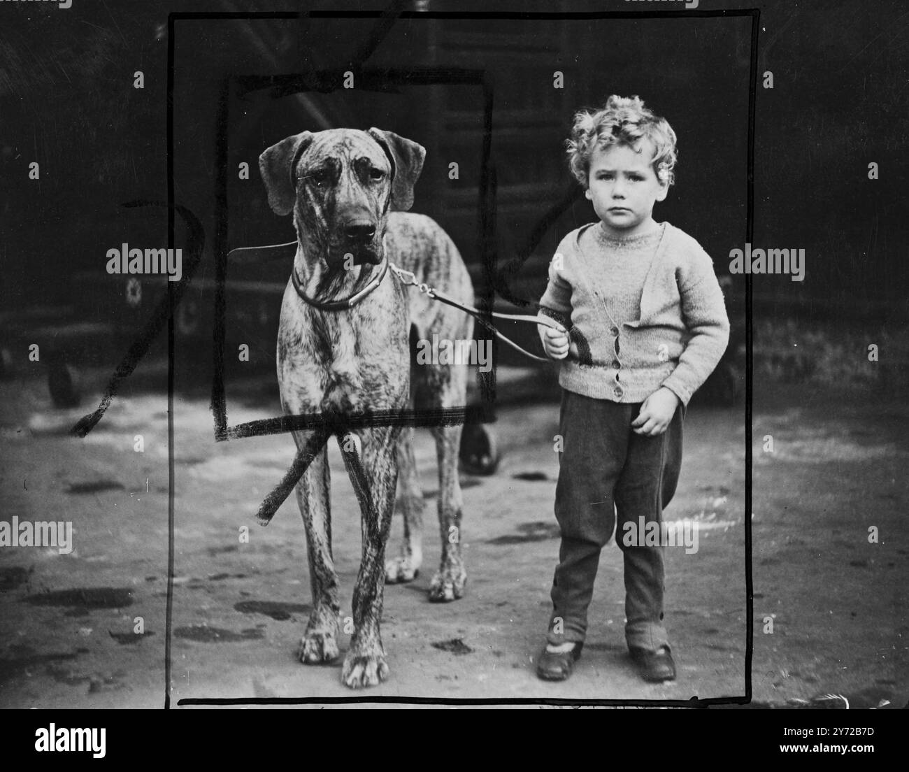 Giorno dei cani. Più di 3000 cani di tutte le razze erano in mostra all'Olympia Today per il Ladies Kennel Association Show, tenuto per la prima volta dalla guerra. C'erano più espositori, più cani e quasi il doppio delle iscrizioni rispetto all'ultima mostra nel marzo 1939. Dachshands, Corgis, Cocker Spaniels e Barkless Basenjis erano tra le razze più popolari esposte. Foto, due di altezza. Jodphured Anthony Minshull si trovò su un piano di parità con Chanter of Rynallen, un magnifico Great Dane, di proprietà e mostrato da Miss L B Farquharson, di Hemel Hempstead, Herts. 25 giugno 1971 Foto Stock