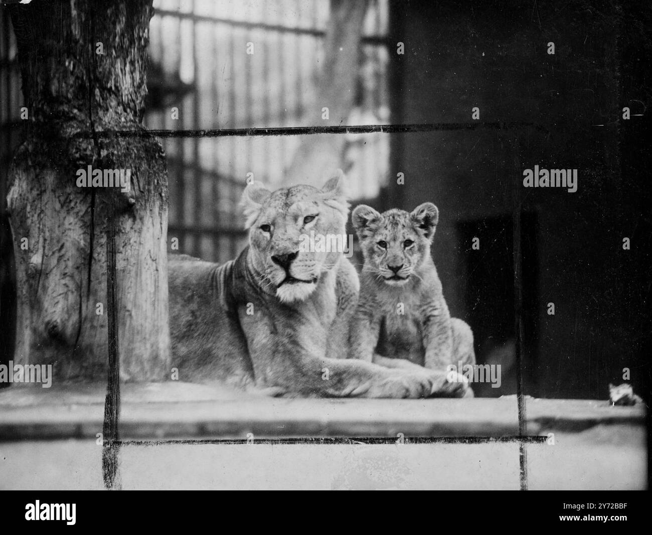Mia madre sa cosa fare. Mia madre ha detto di stare sempre vicino a portata di mano ogni volta che quell'uomo con una scatola nera entra nella gabbia. Uno studio su Janet, una leonessa dello zoo di Londra e uno dei suoi cubi. CE ne sono quattro, sequestrati da Rota, il leone del signor Churchill. 31 ottobre 1947 Foto Stock