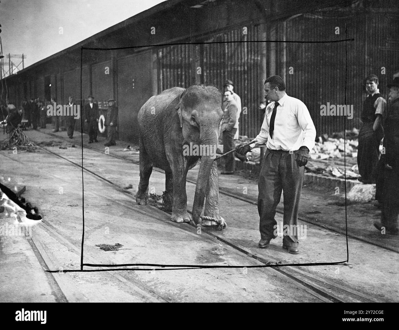 Una squadra di 12 elefanti indiani, qui da Ceylon per prendere parte al Tom Arnold's International Christmas Circus all'Harringay Arena, sono stati scaricati oggi al King George V Dock di Londra. L'immagine mostra: Prova per un atto di troppa? Uno degli elefanti punta sul tram, mentre lascia il re Giorgio V dopo lo scarico di oggi. Ottobre 1947 Foto Stock