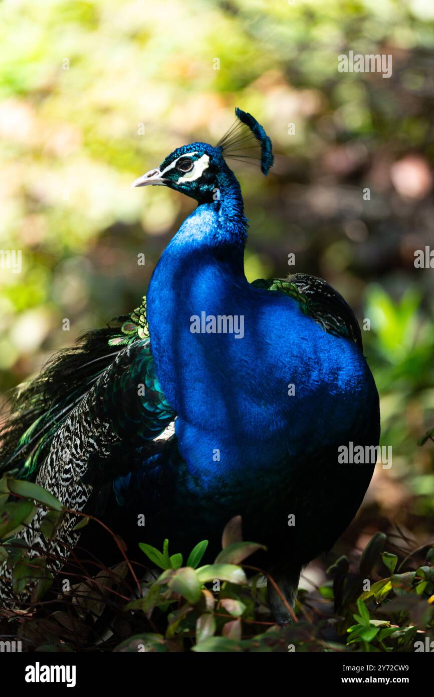 Colorata serenità: Un pavone che riposa nell'erba: Un pavone si estende elegantemente su un tappeto di erba smeraldo in un angolo tranquillo di un giardino. Foto Stock