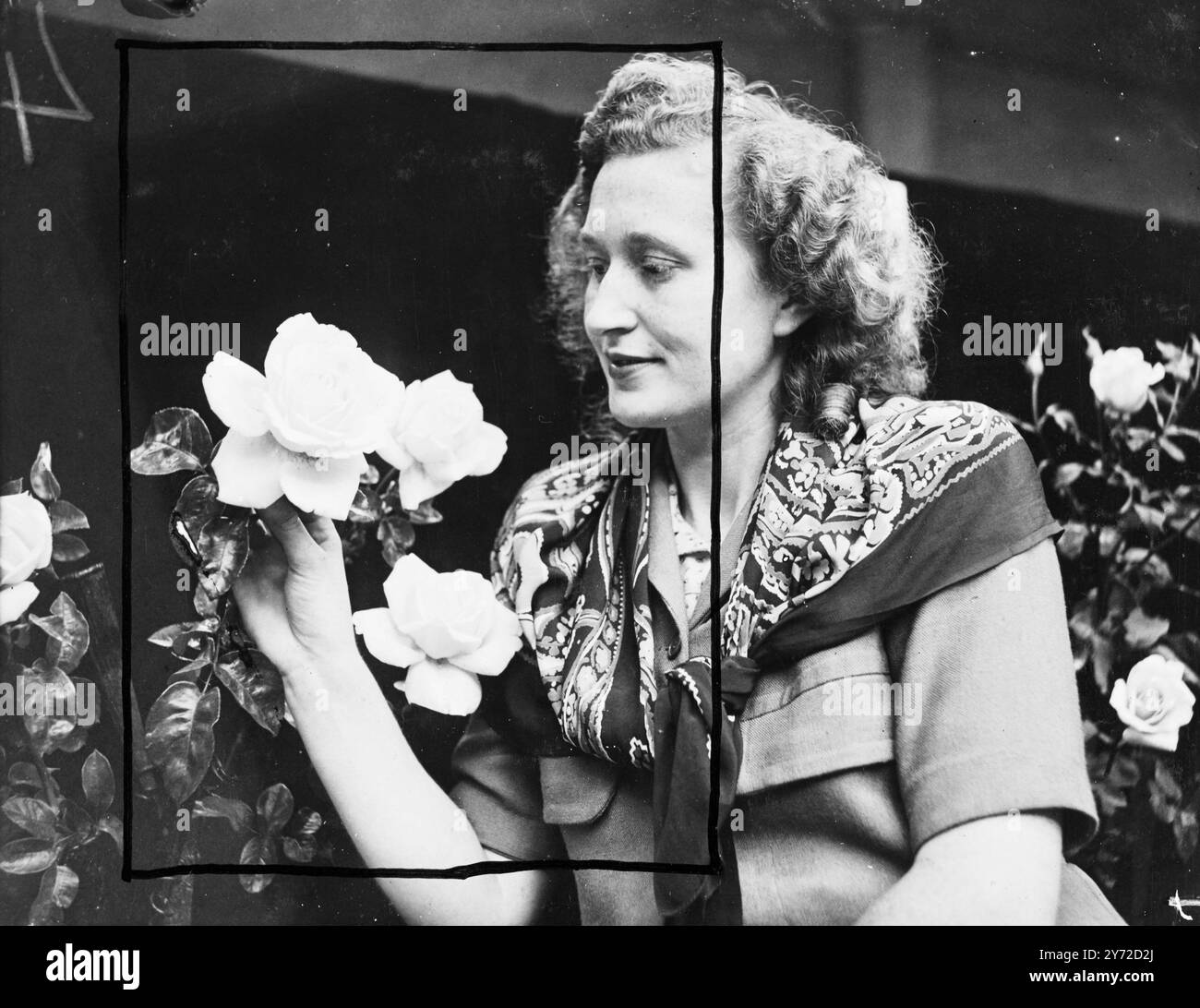 Questo bell'esemplare di rosa, giallo dorato e bordato di rosa vivido è una delle mostre premiate all'odierno National Rose Society's Autumn Show, che si terrà presso la nuova Horticultural Hall di Londra. Con la sua è vista Miss Nancy Cope, segretaria dei coltivatori, signori Wheatcroft e Nottingham. Il seme di questa fioritura è stato originariamente importato dalla Francia e ha ricevuto il nome di "pace”. Oggi è stata premiata con due medaglie d'oro per la migliore rosa della mostra e per essere stata l'unica nuova rosa tra le mostre di oggi. 19 settembre 1947 Foto Stock