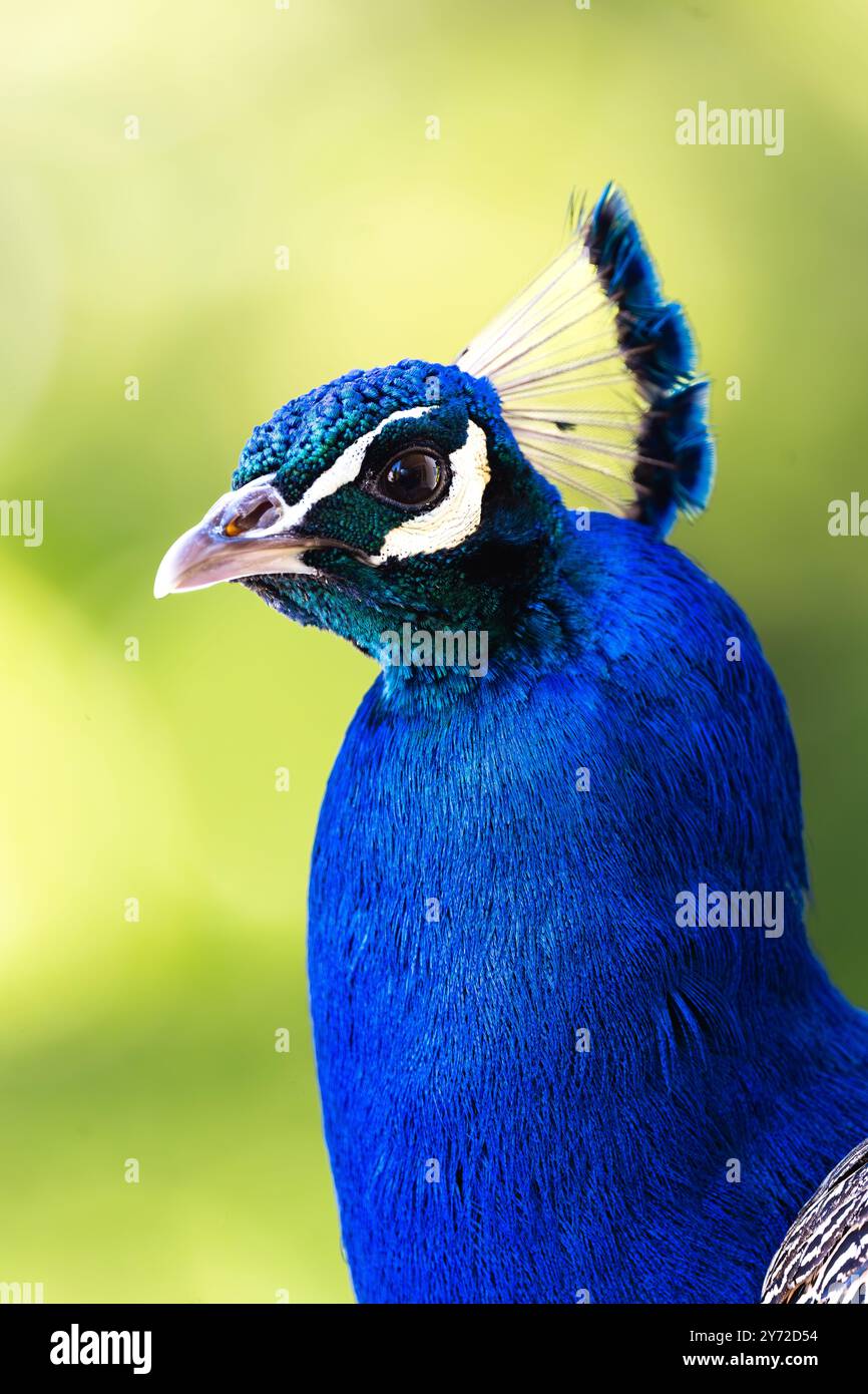 Colto in un momento di presenza regale, lo sguardo di questo pavone rivela da vicino l'incredibile bellezza della natura. Foto Stock