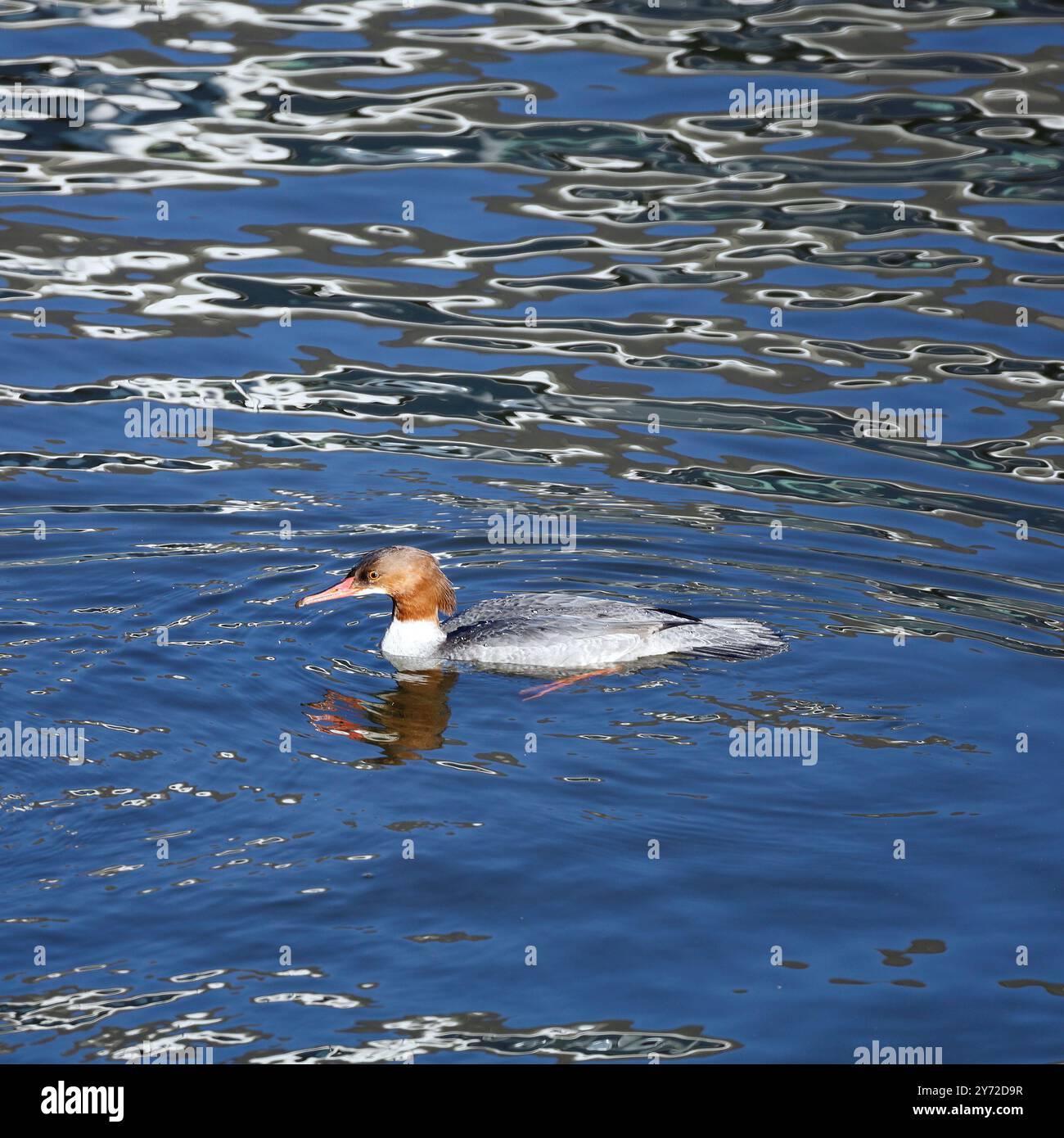 Anatra Merganser (goosander) femmina adulta, piumaggio invernale. Visitatore invernale Cardiff Bay preso gennaio 2023.Mergus merganser Foto Stock