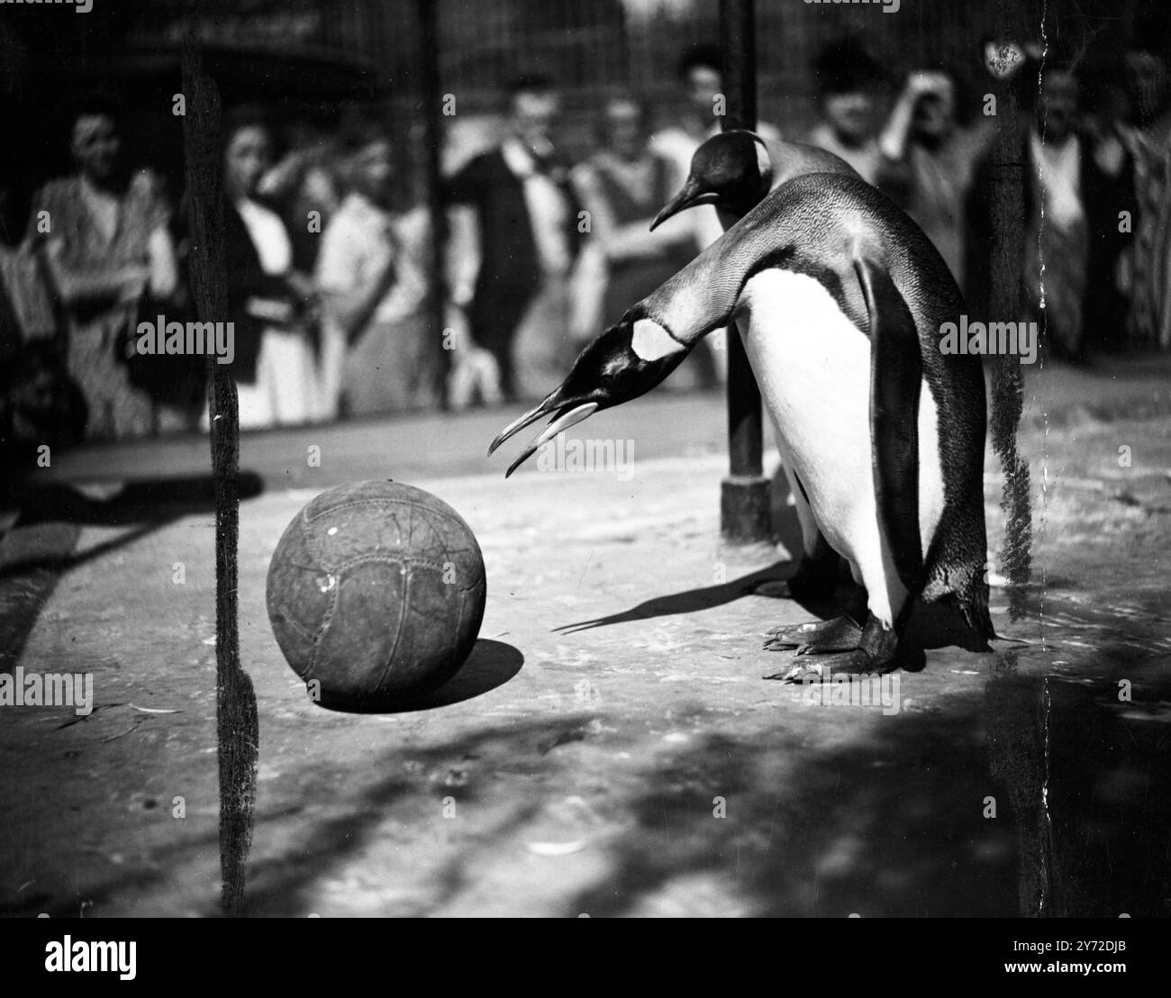 Un'introduzione di una partita di calcio nel recinto dei pinguini del re allo zoo di Londra fu inizialmente una questione di notevoli congetture come si vede in questa immagine. Lo studio delle regole e alcuni giochi di pratica, tuttavia presto li convinse che era solo il loro gioco. "Percy", l'affollato centro avanti, si prepara al calcio d'inizio nella prima partita casalinga. Questa gamma di talenti calcistici è stata trasferita dall'Antartico allo zoo di Londra durante la stagione conclusiva. 2 settembre 1947 Foto Stock