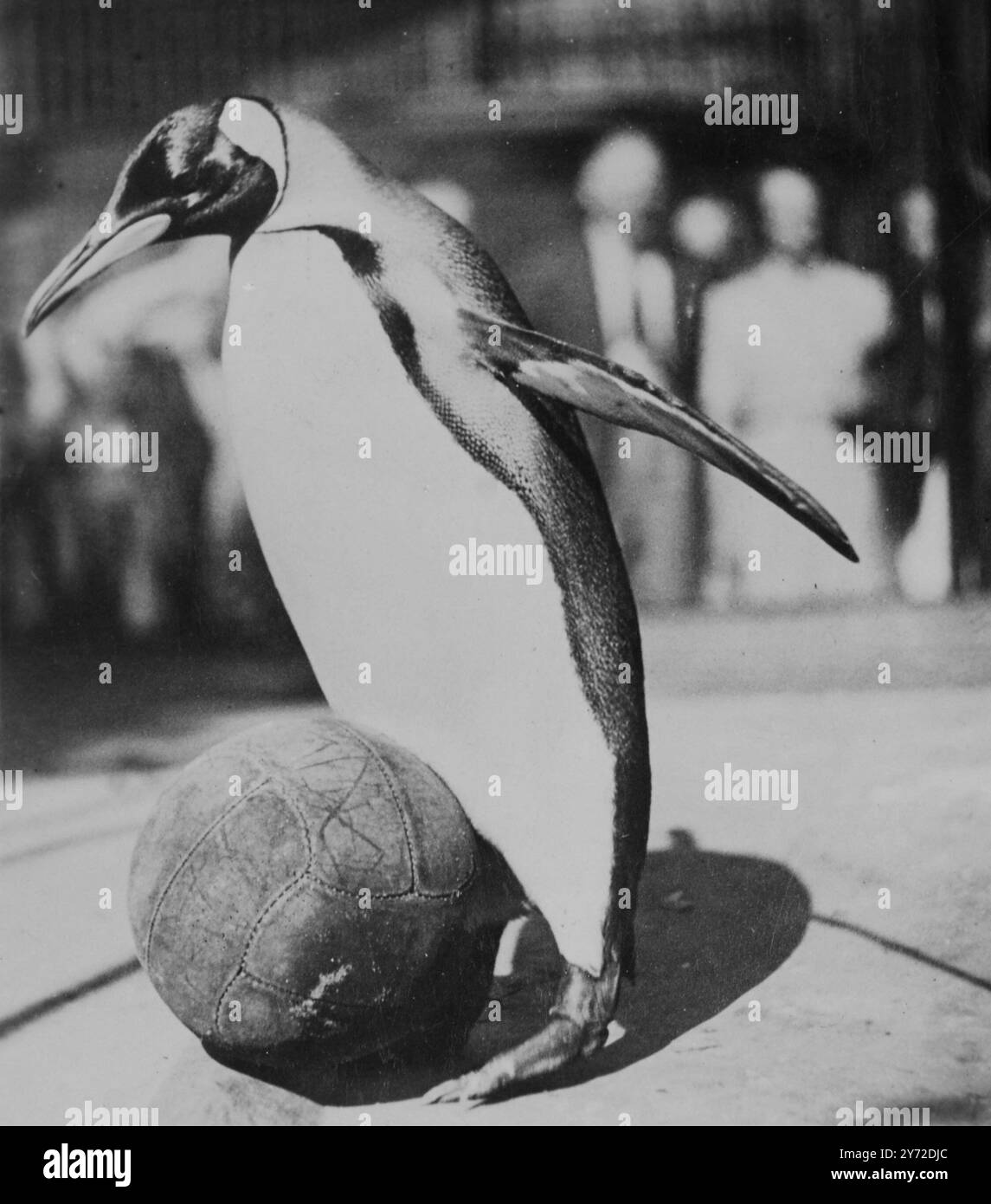 Un'introduzione di una partita di calcio nel recinto dei pinguini del re allo zoo di Londra fu inizialmente una questione di notevoli congetture come si vede in questa immagine. Lo studio delle regole e alcuni giochi di pratica, tuttavia presto li convinse che era solo il loro gioco. "Percy", l'affollato centro avanti, si prepara al calcio d'inizio nella prima partita casalinga. Questa gamma di talenti calcistici è stata trasferita dall'Antartico allo zoo di Londra durante la stagione conclusiva. 2 settembre 1947 Foto Stock