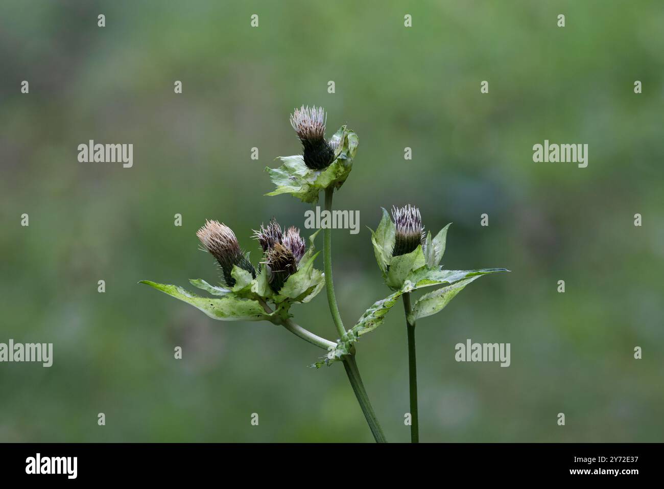 Cardo di cavolo (Cirsium oleraceum) Svizzera agosto 2024 Foto Stock