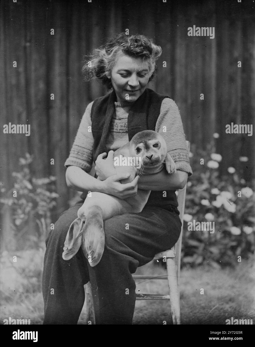 Un piccolo fossile di sei settimane, trovato sulla spiaggia di Felixstowe, nel Suffolk, è ora in aggiunta alla famiglia di James Dennis ispezionato, un funzionario RSPCA di Ipswich. Il signor Dennis ha salvato il baby Seal dai cani che lo stavano preoccupando sulla costa, e l'ha portato a casa l'ultima volta che viveva nella vasca da bagno. Non ha denti ed è su una dieta liquida di latte e olio di fegato di merluzzo. Il signor Dennis spera di innalzare il sigillo del bambino, abbastanza grande da essere riportato nella sua casa naturale. Qualsiasi Consiglio su cosa debba essere nutrito un fodero per bambini senza denti sarà accolto a casa Dennis. 9 luglio 1947 Foto Stock